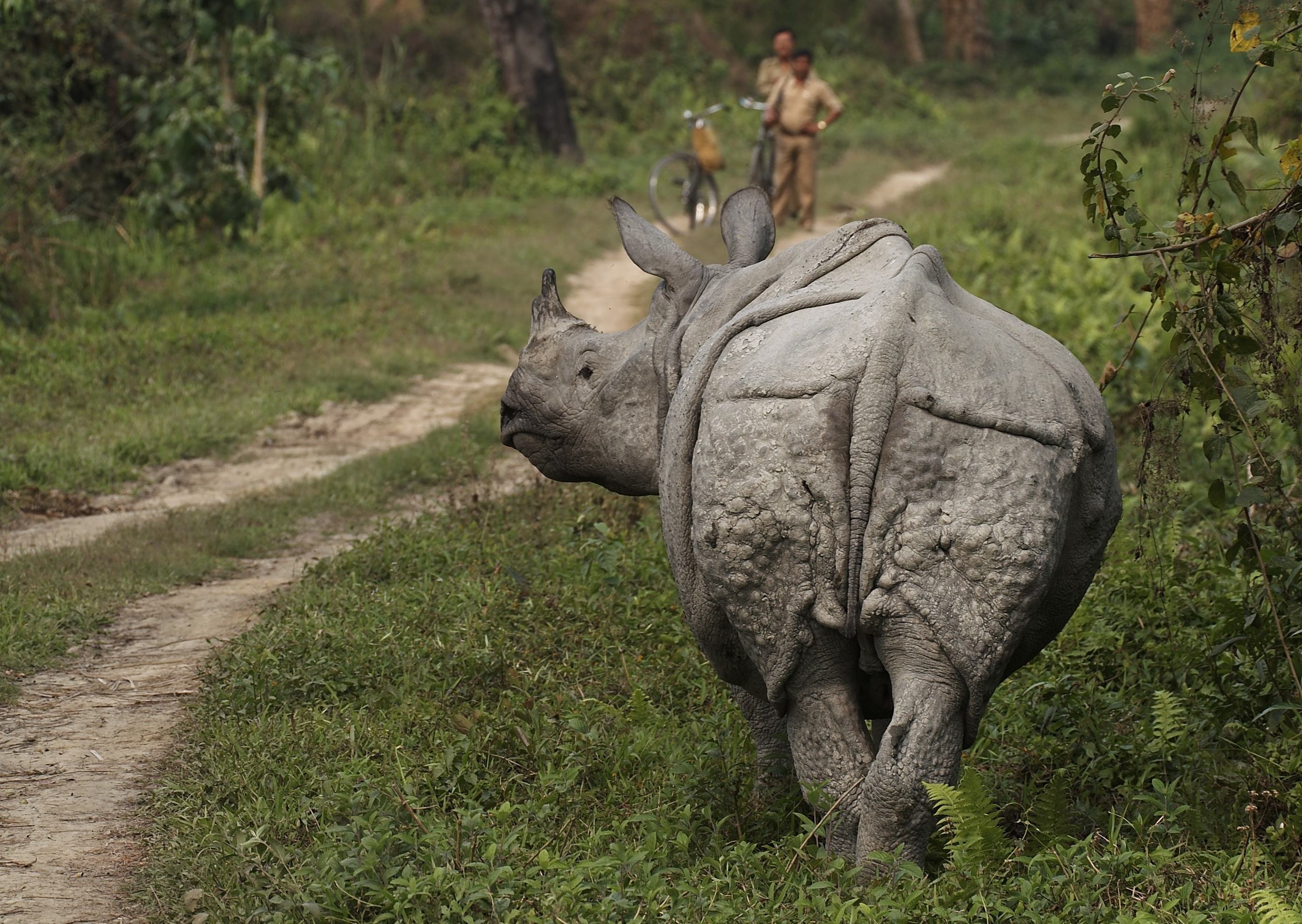 Neushoorn in Chitwan NP