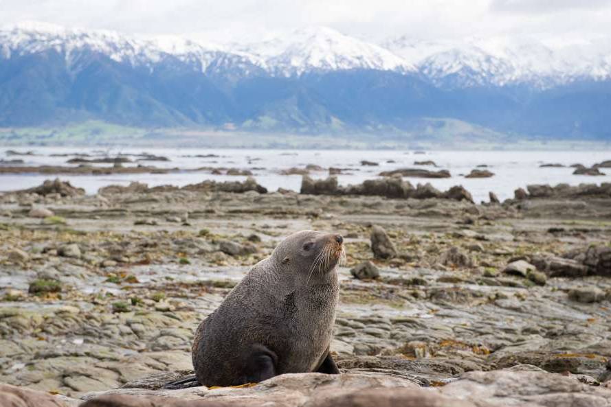 Zeehond in Kaikoura in Nieuw-Zeeland