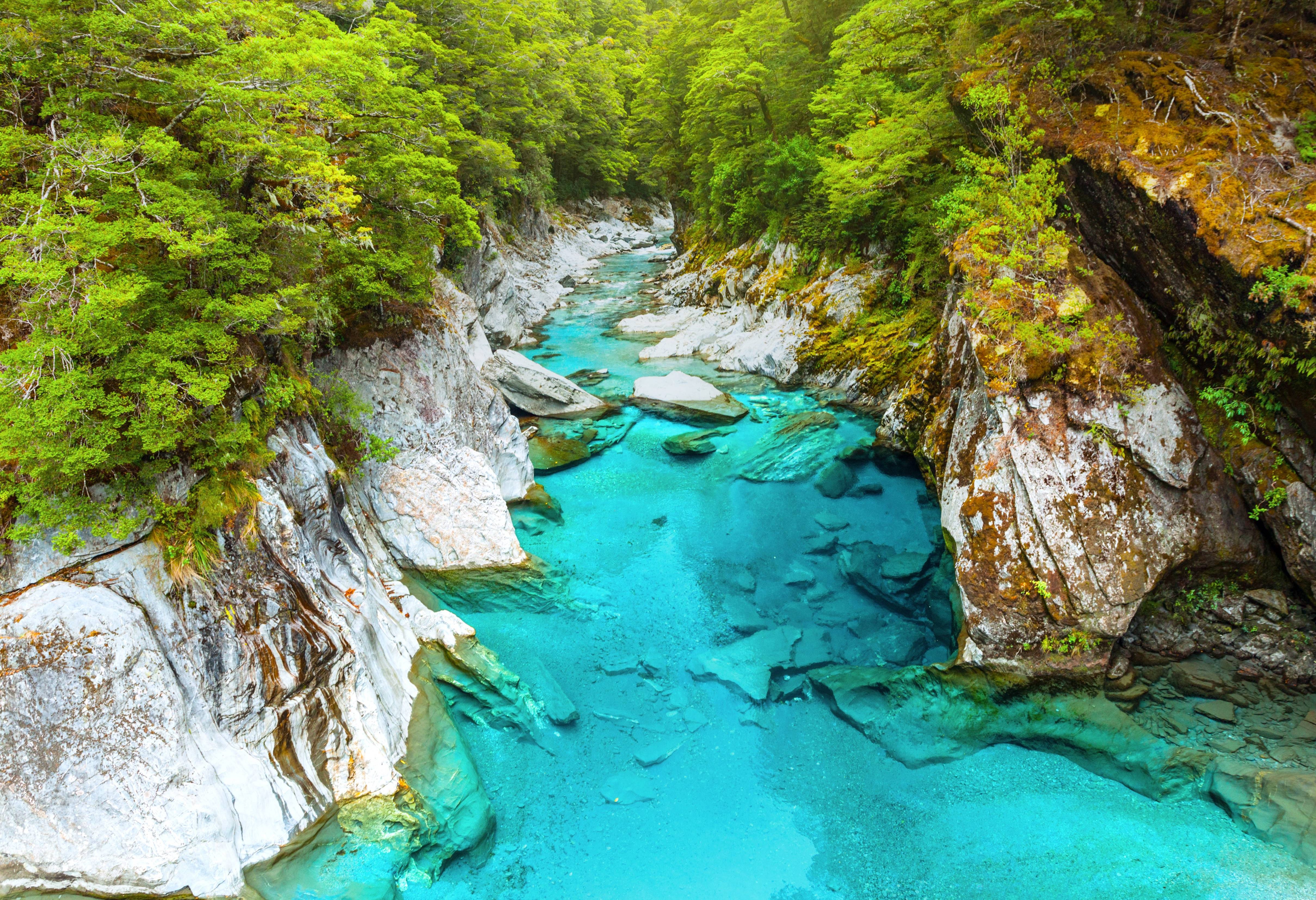 Natuur bij Haast Pass in Nieuw-Zeeland