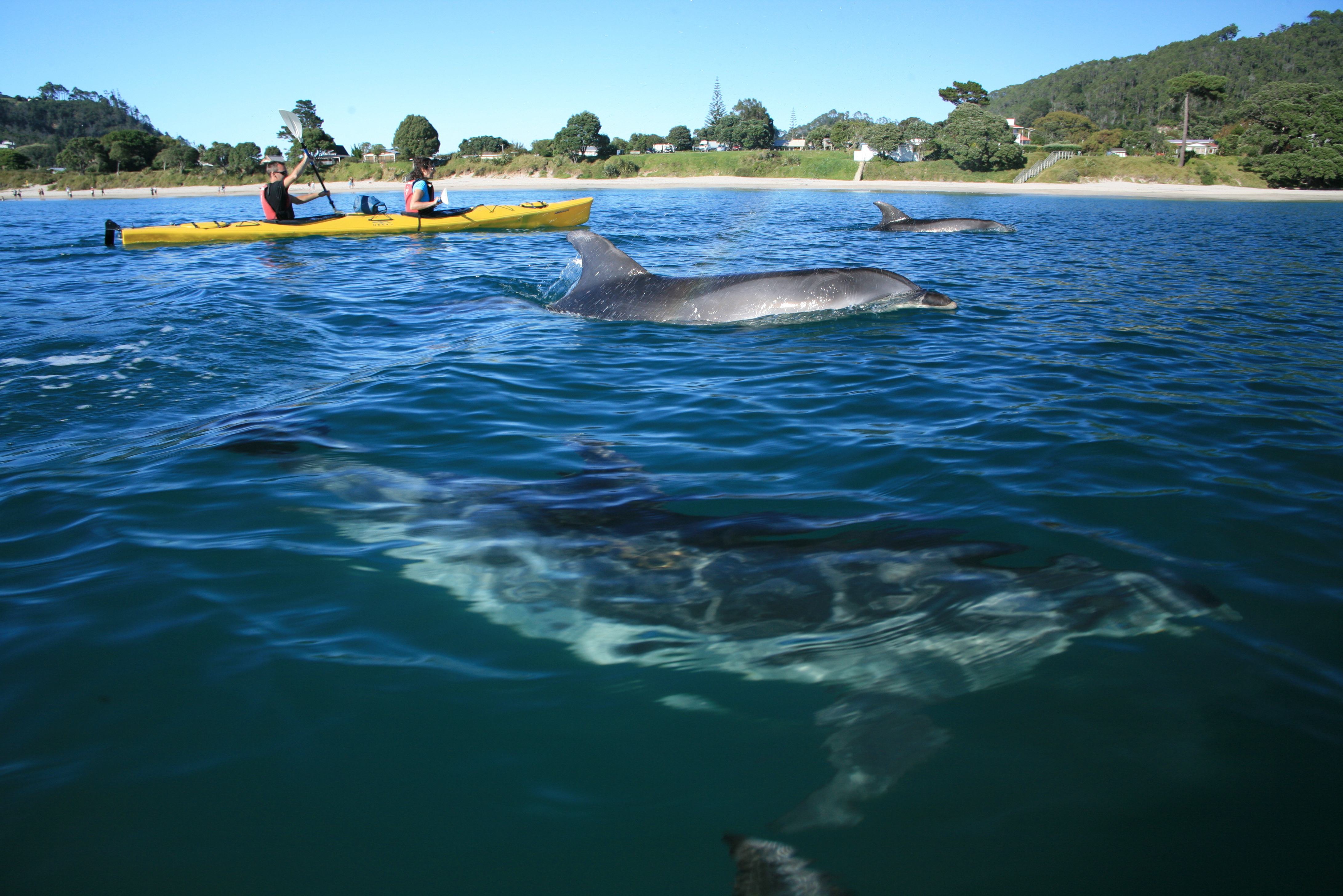 Kans om dolfijnen te zien tijdens het kajakken bij Cathedral Cove in de Coromandel in Nieuw-Zeeland