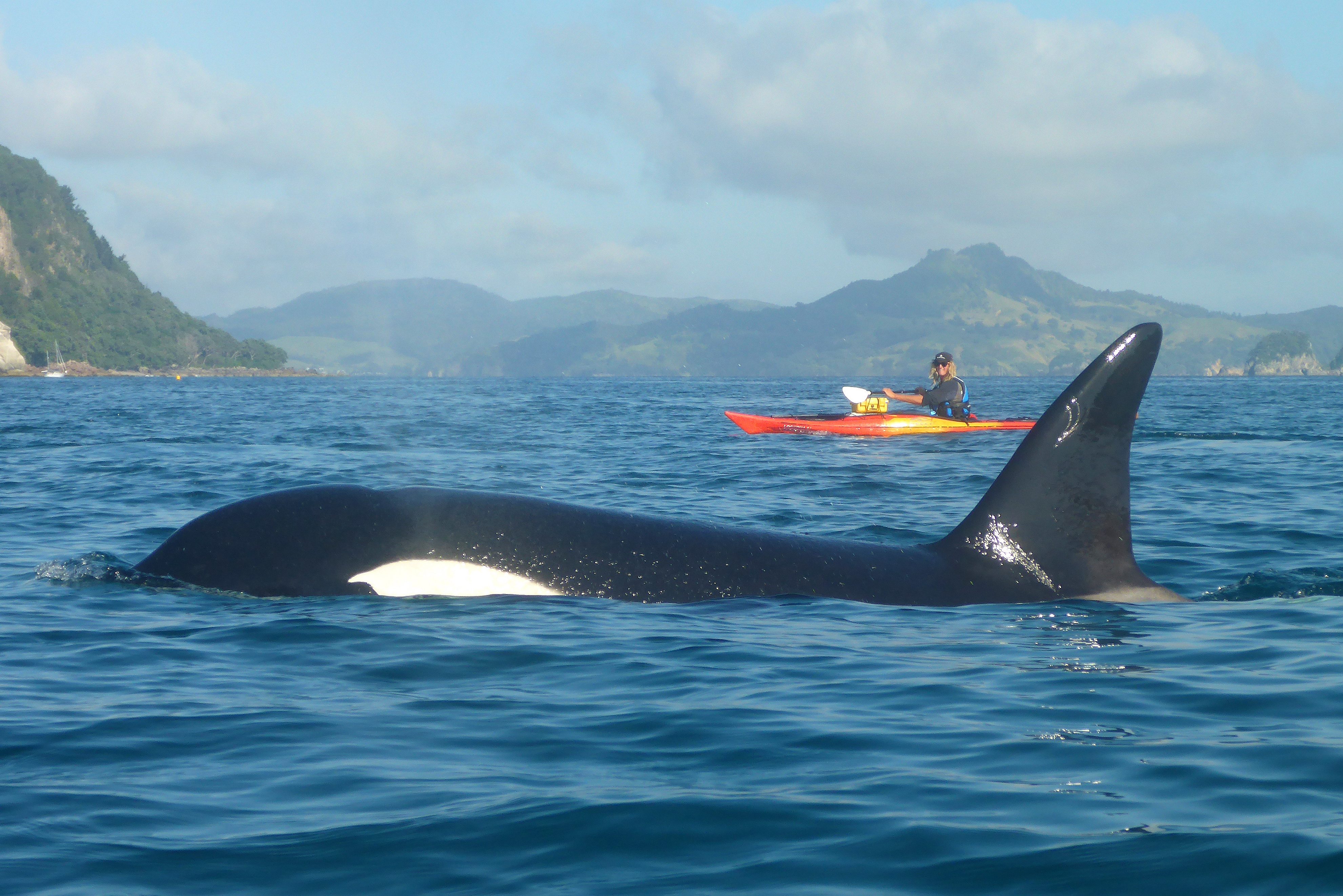 Met heel veel geluk zie je misschien een orka tijdens het kajakken bij Cathedral Cove in de Coromandel in Nieuw-Zeeland