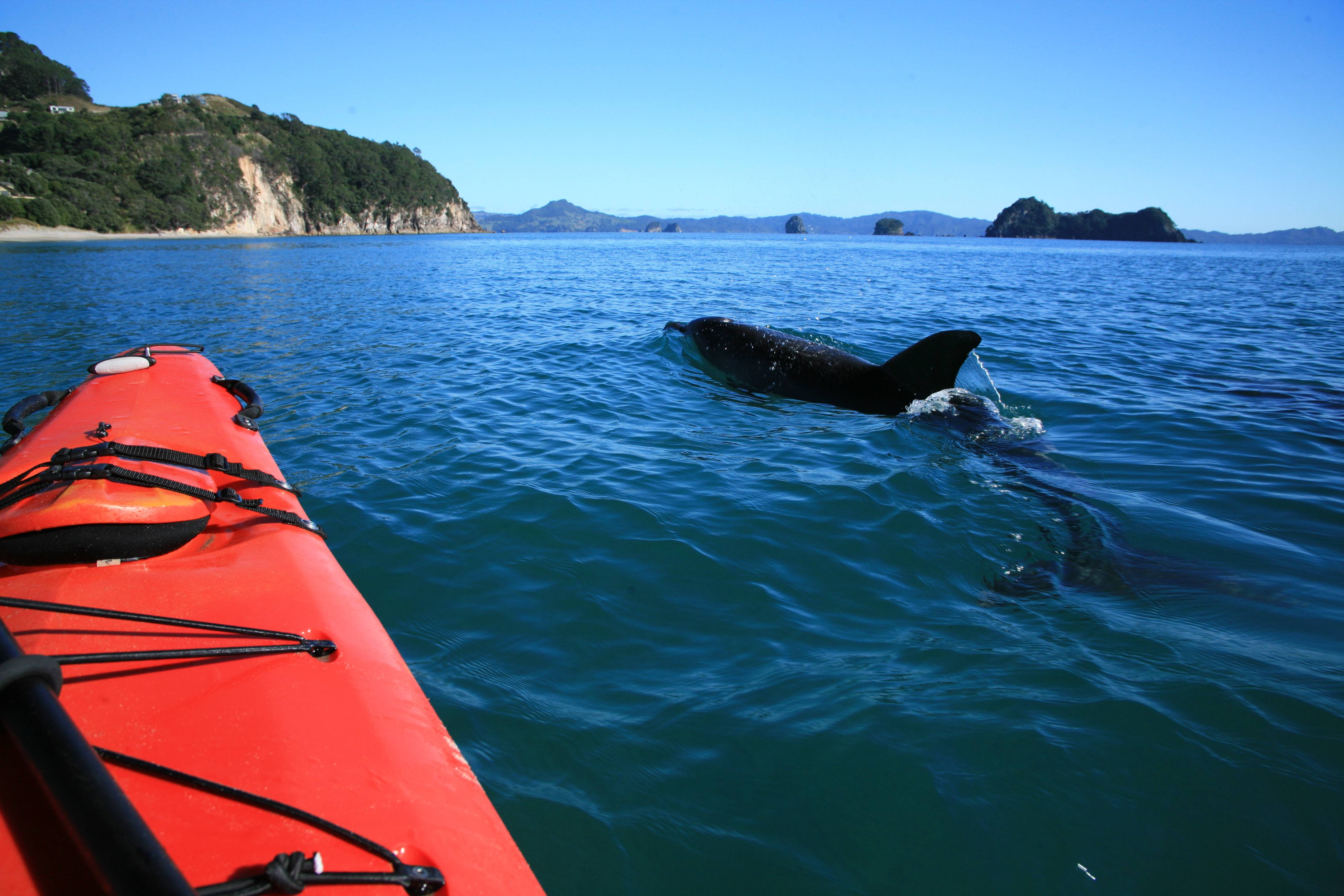 Dolfijnen tijdens het kajakken bij Cathedral Cove in de Coromandel in Nieuw-Zeeland