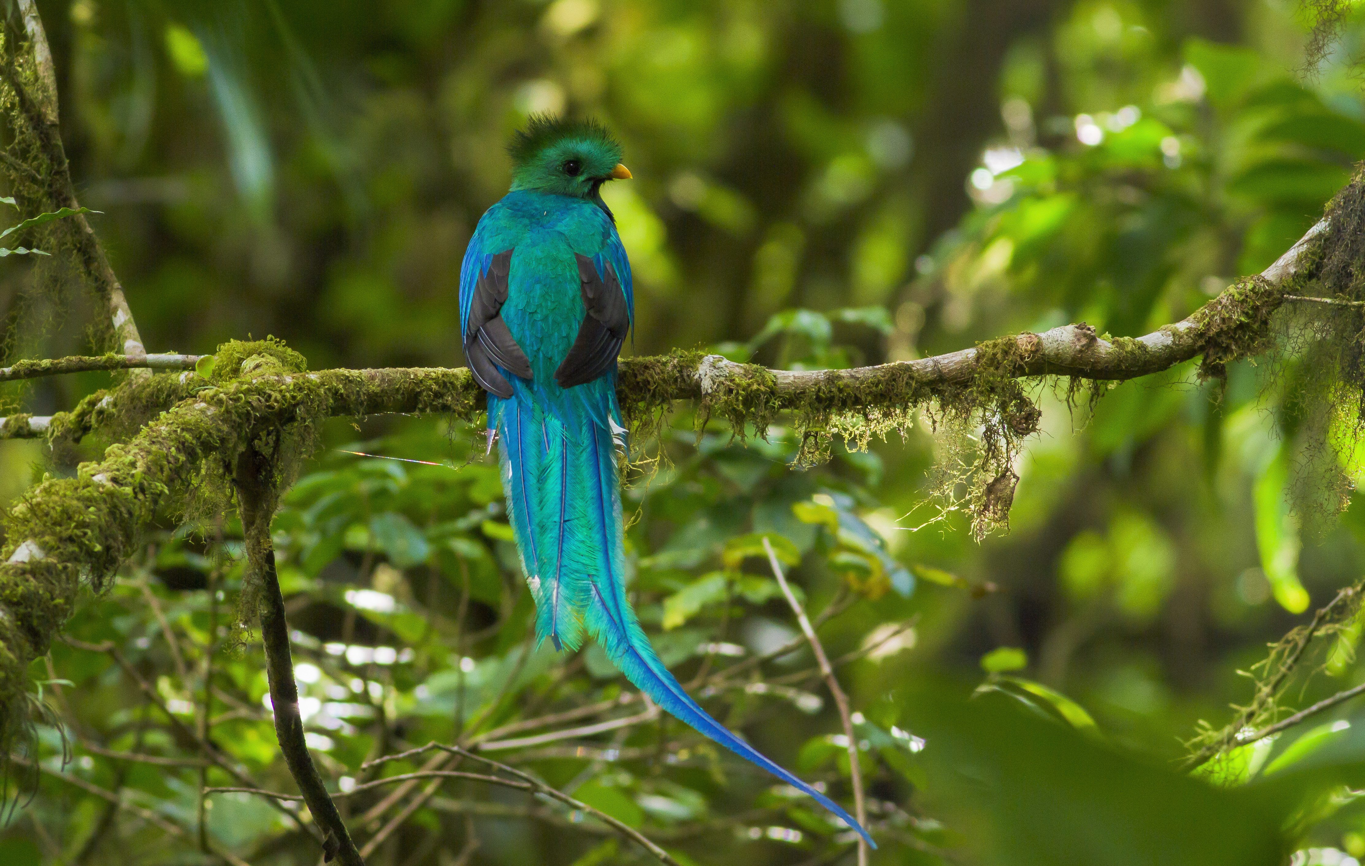 quetzal