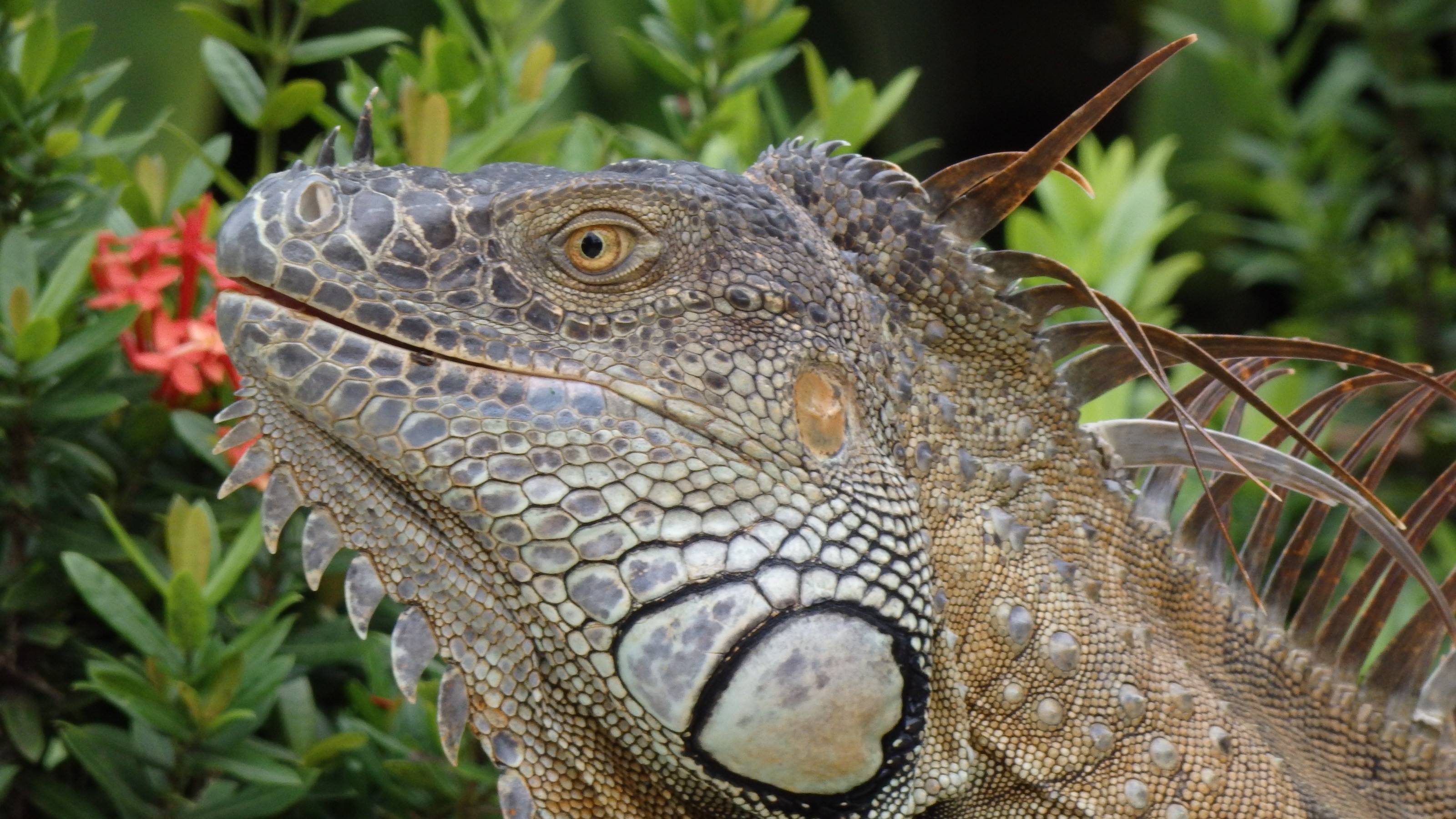 iguana