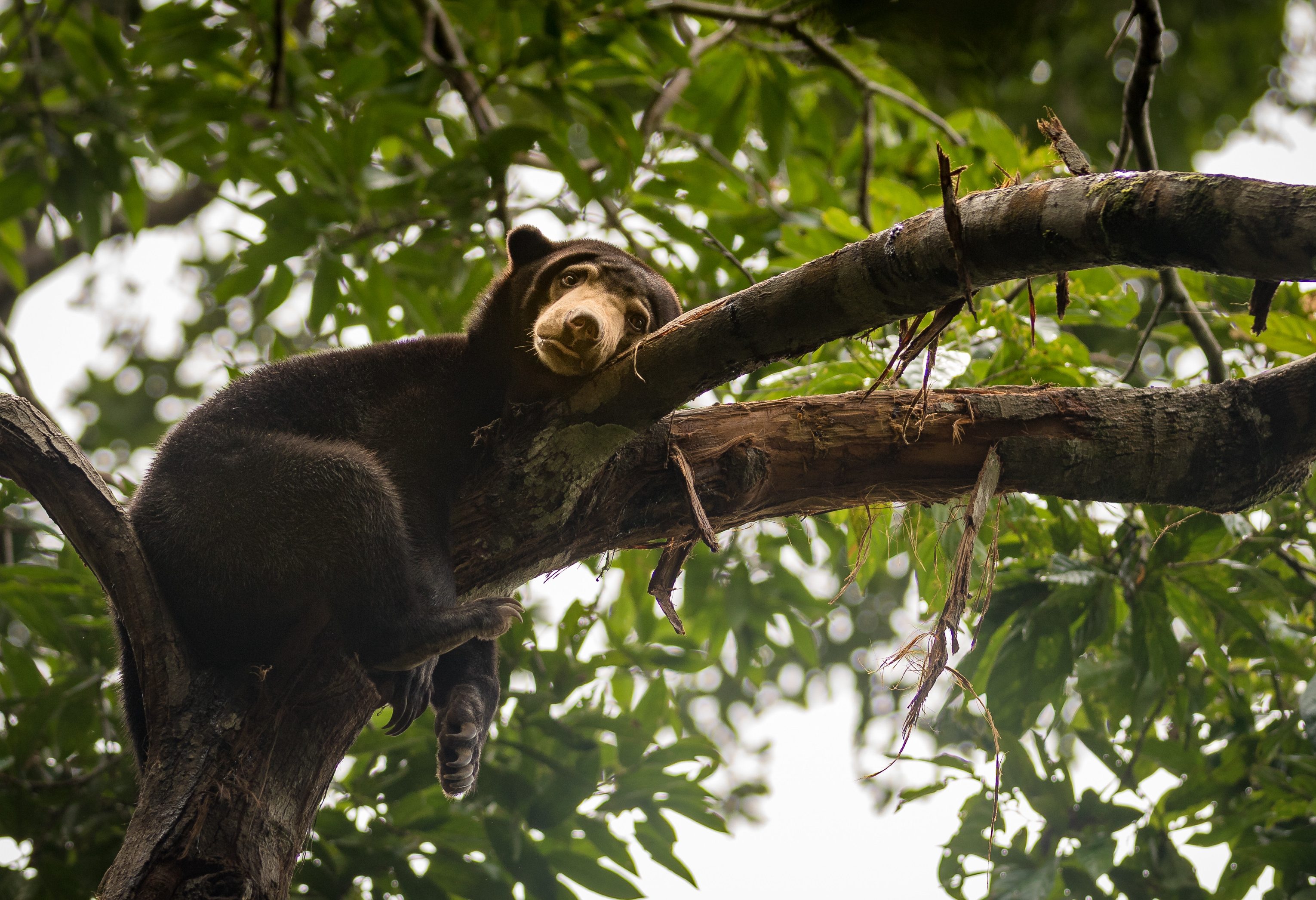 Bedreigde honingbeer in Sabah Borneo Maleisië