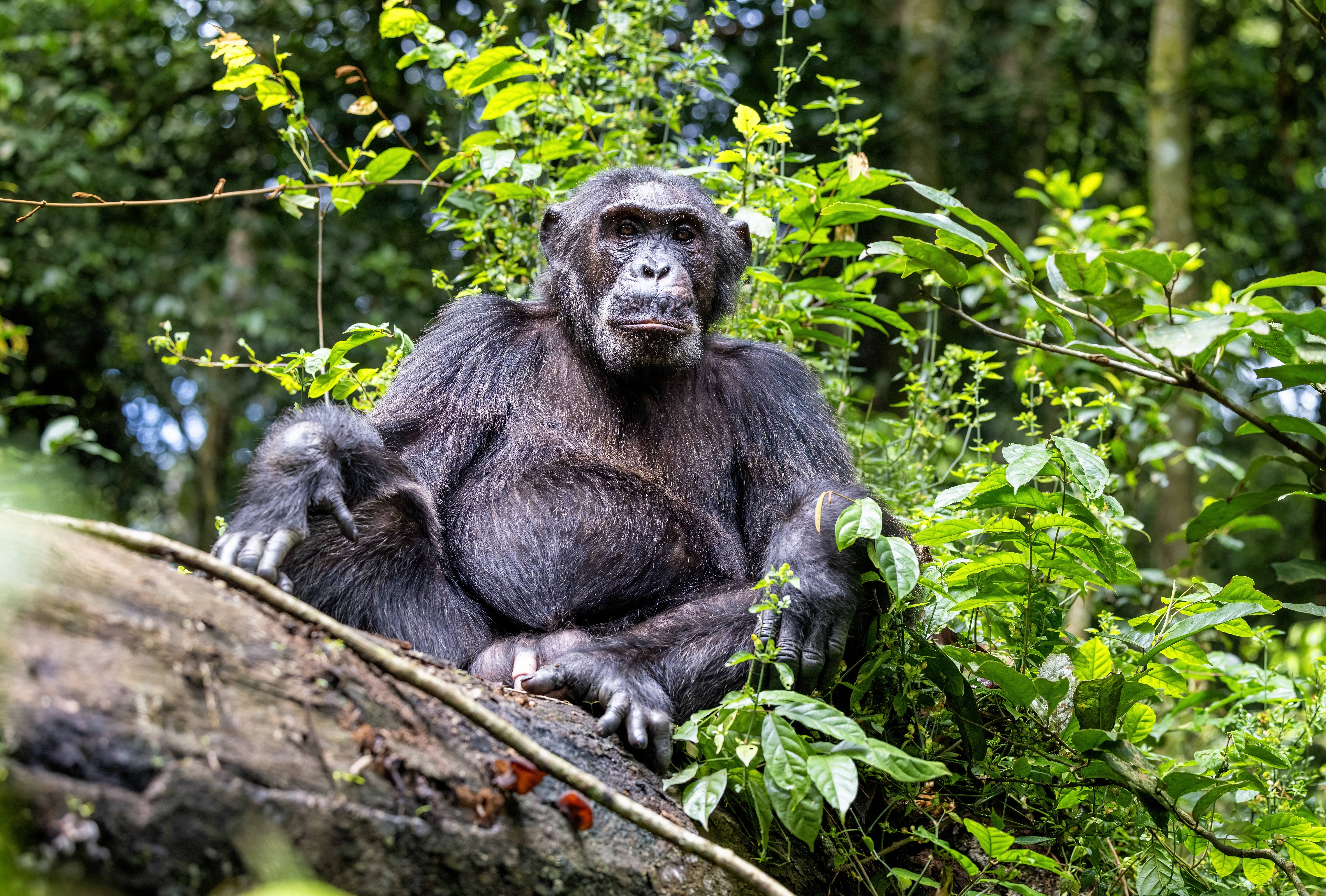 Kibale National Park Chimpansee