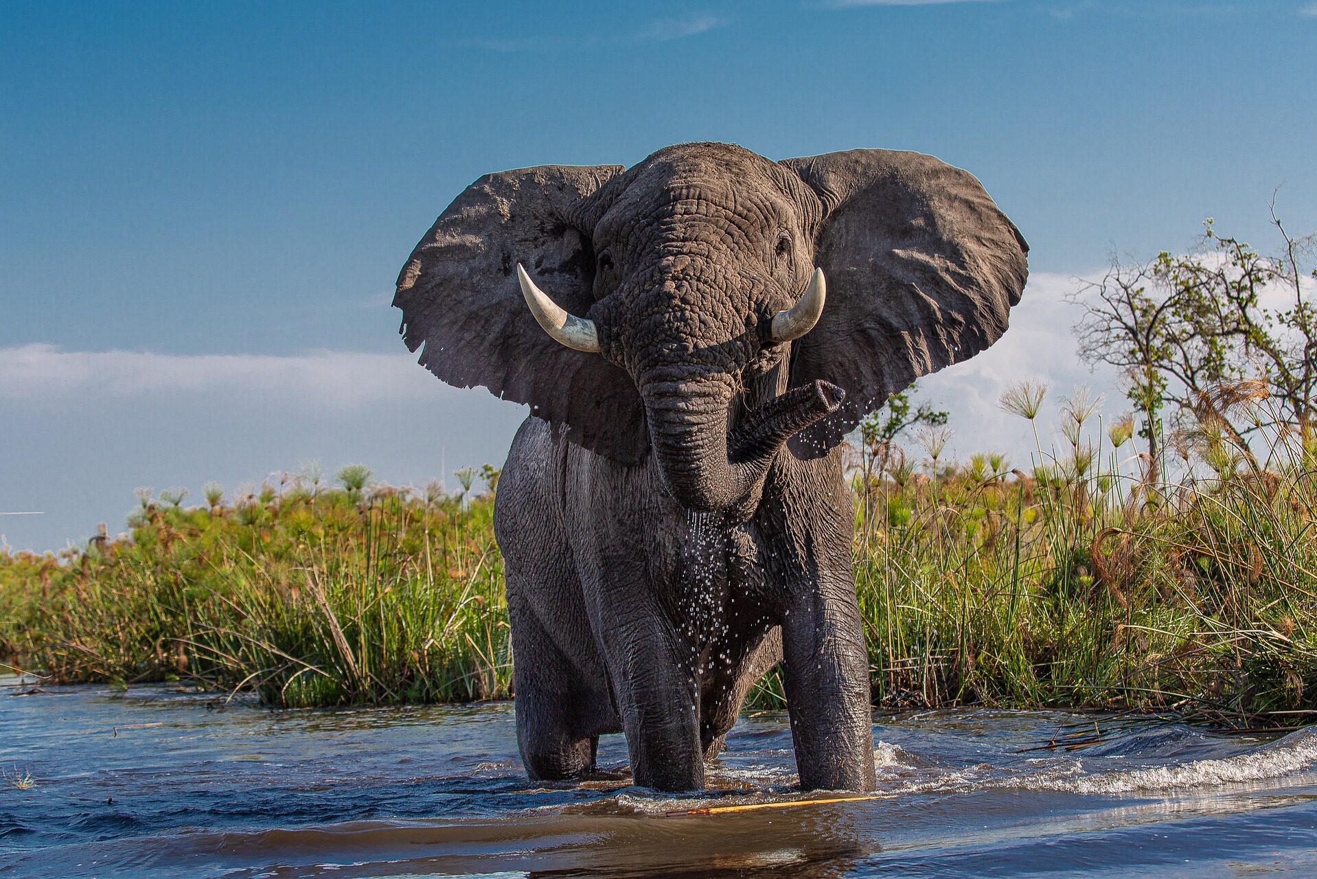 Botswana Okavango delta olifant
