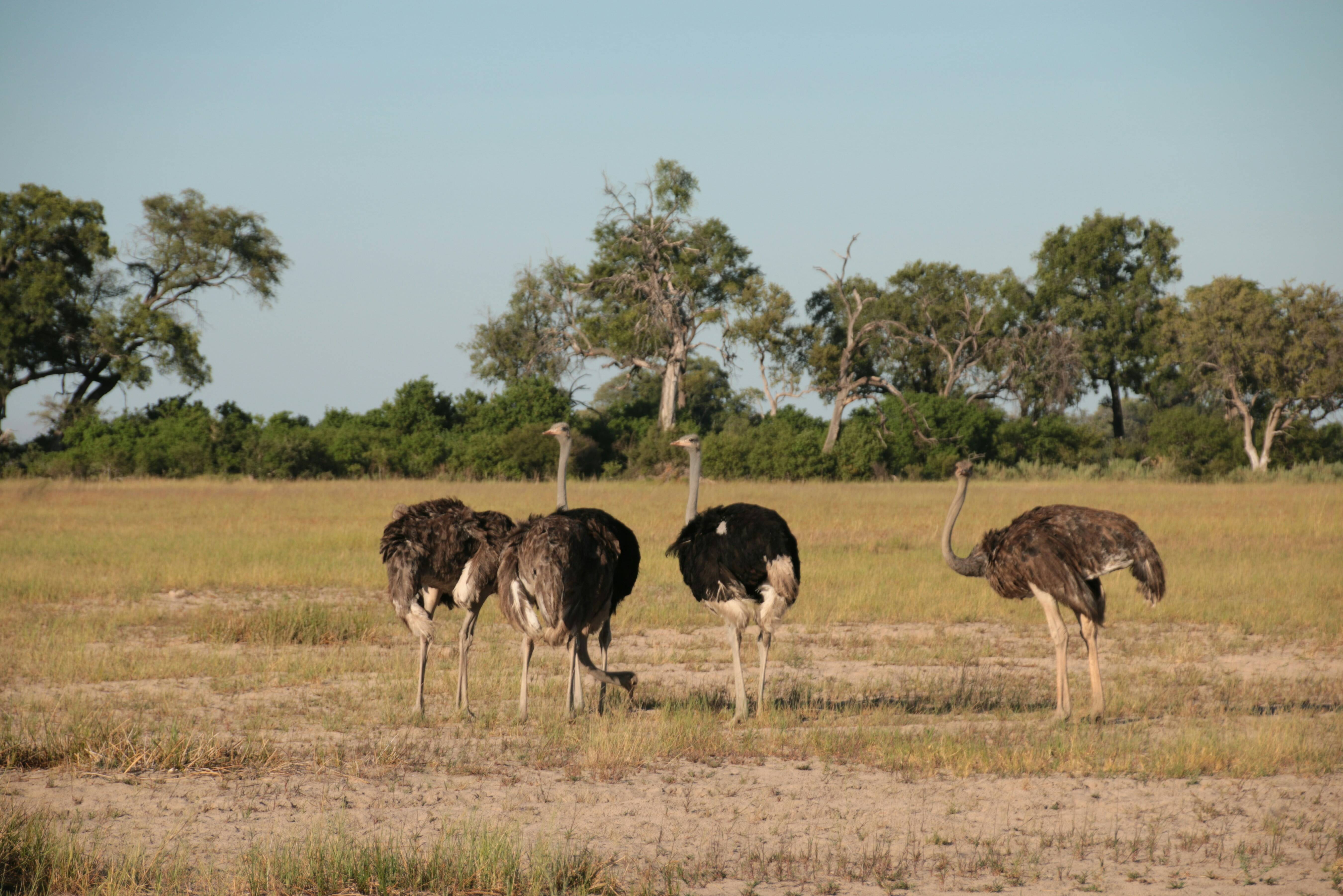 Botswana Moremi National Park