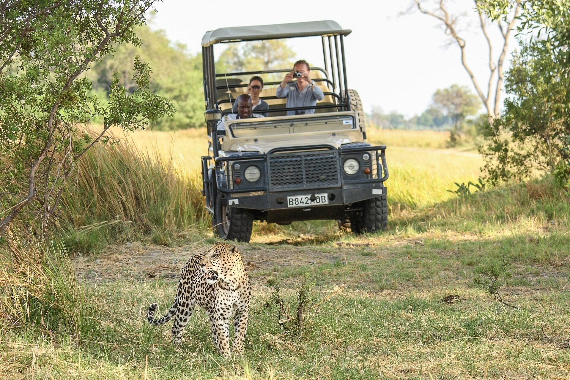 Botswana Safari