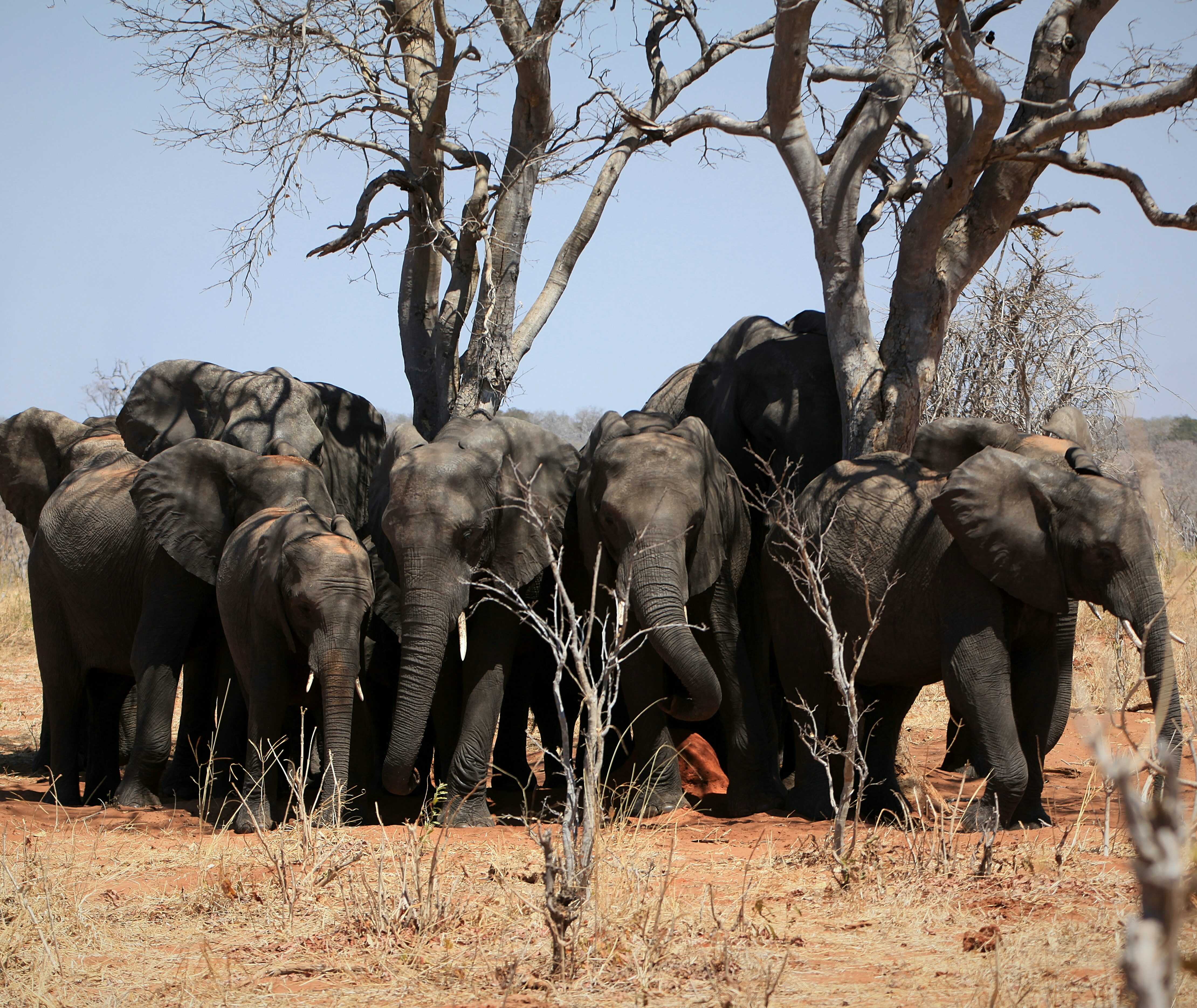 Chobe National Park Botswana