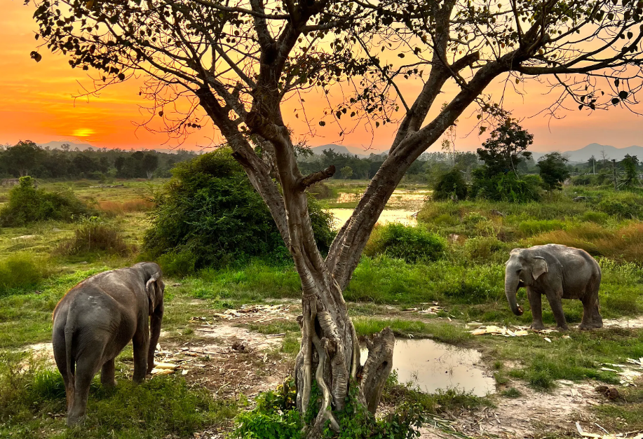 Zonsondergang bij de I Love Phants Lodge