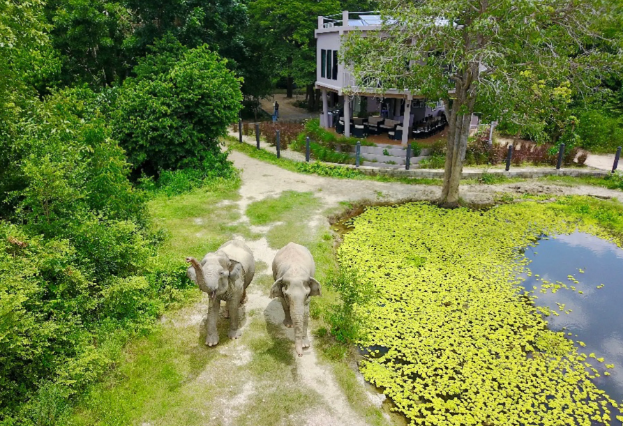 Olifanten bij I Love Phants Lodge