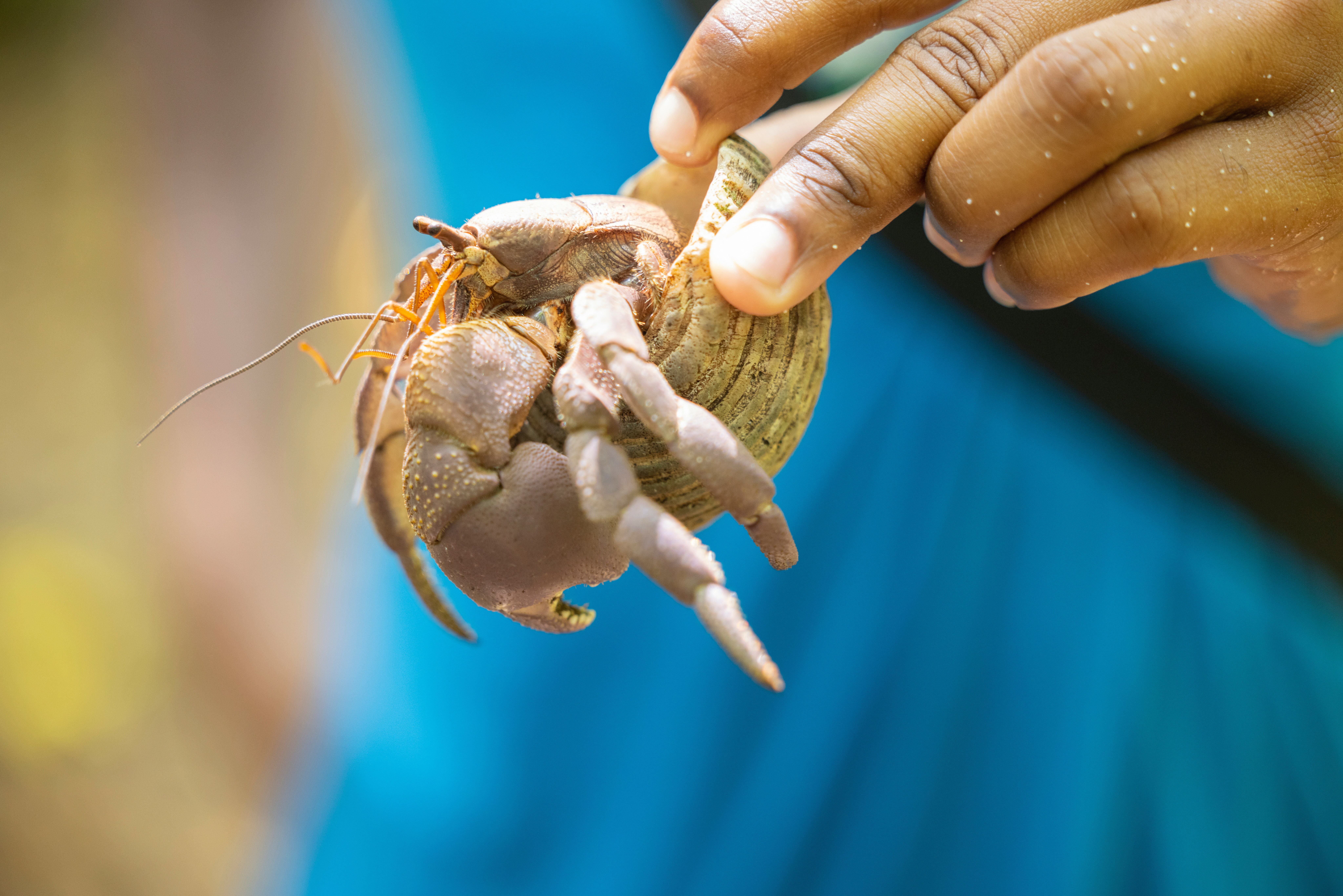 Heremietkreeftje op Cousin