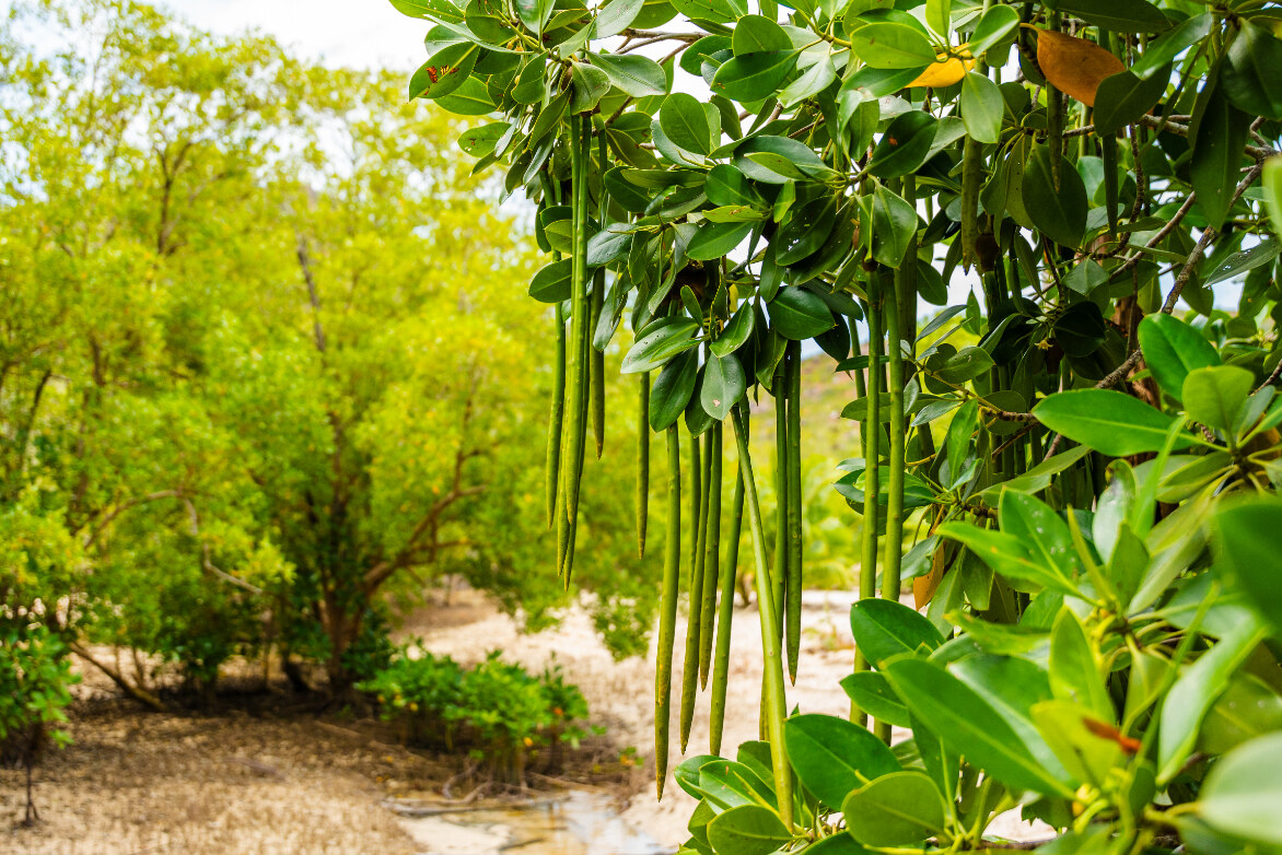 Mangrovenlandschap van Curieuse