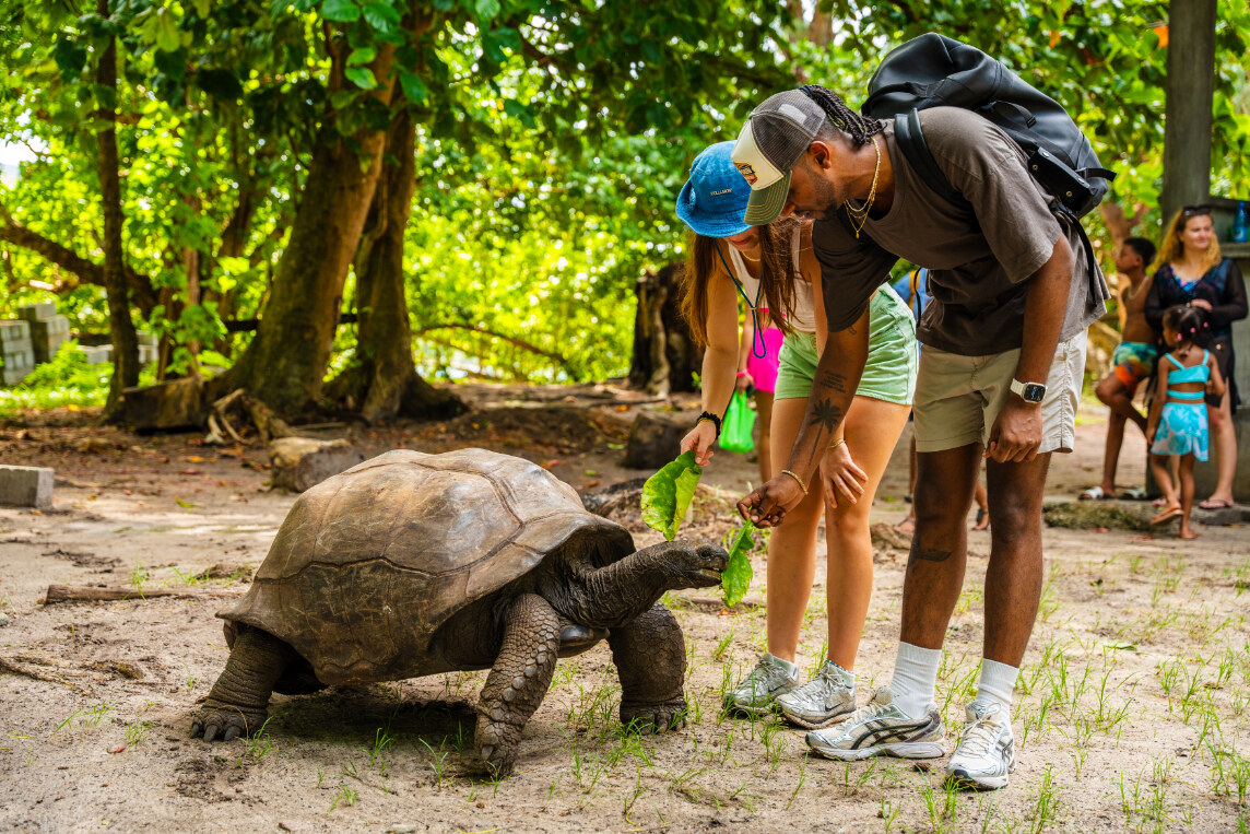 Reuzenlandschildpadden op Curieuse