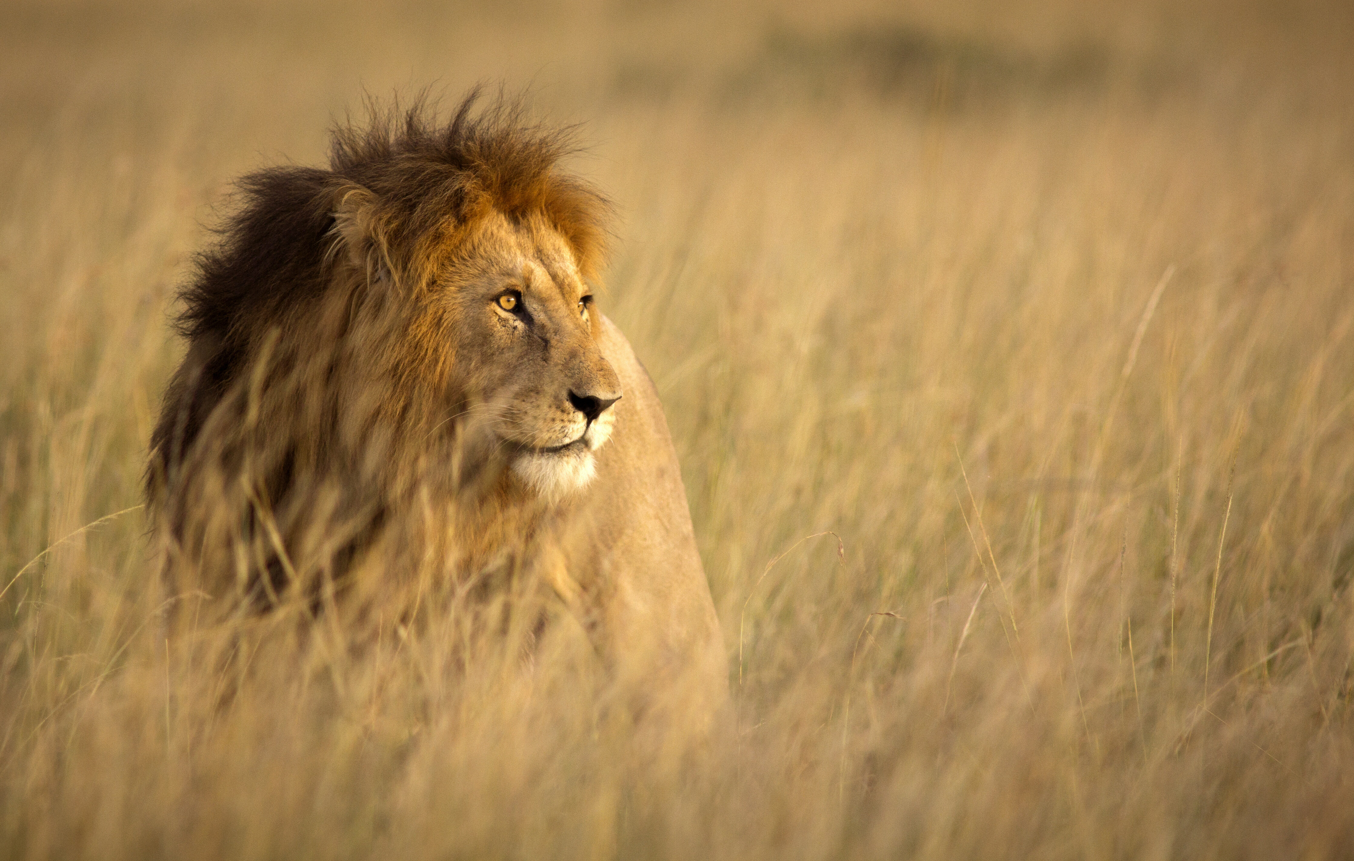 big five african safari animals