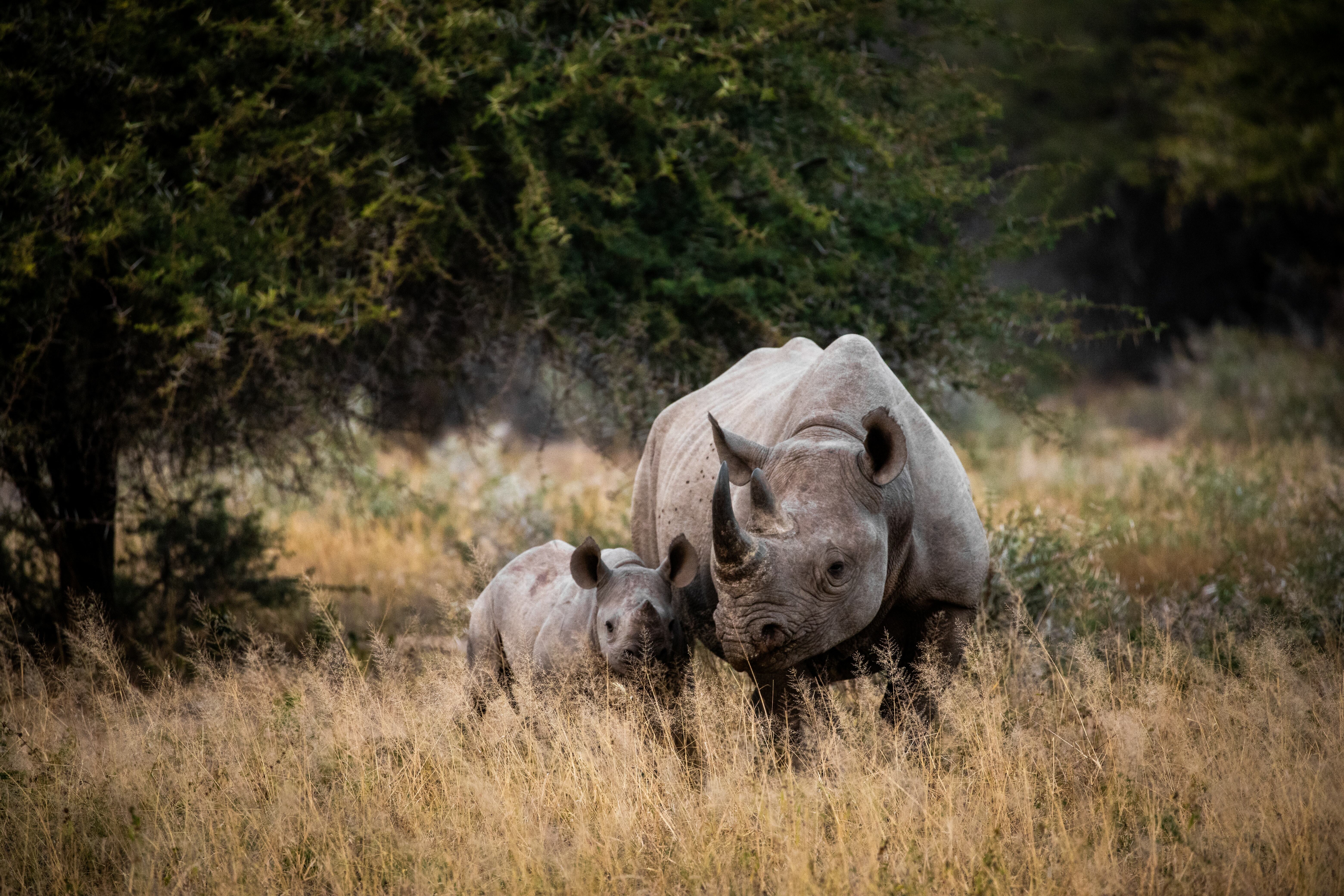 big five african safari animals