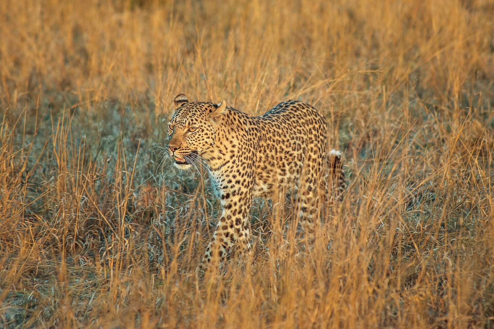 big five african safari animals