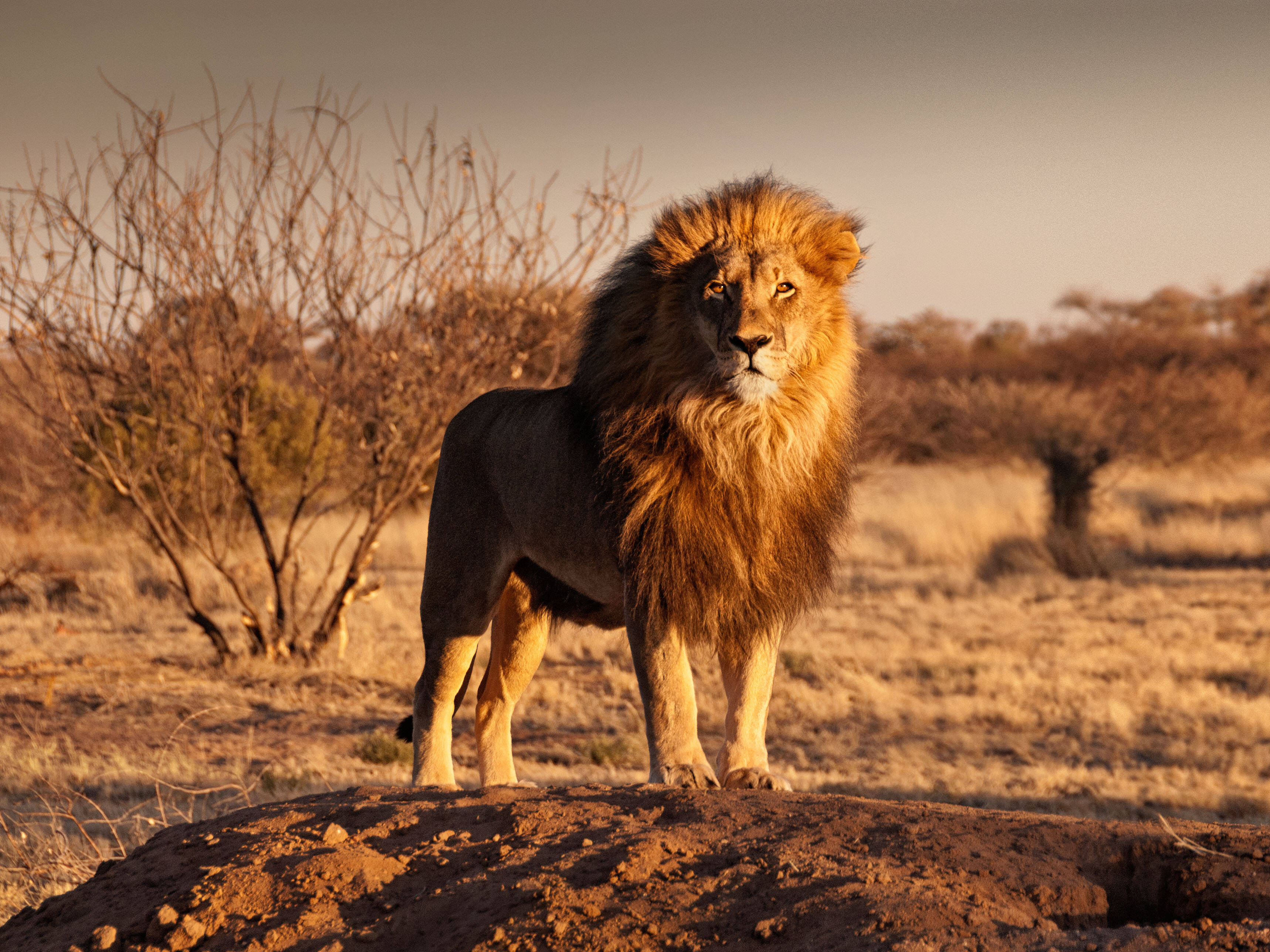 big five african safari animals