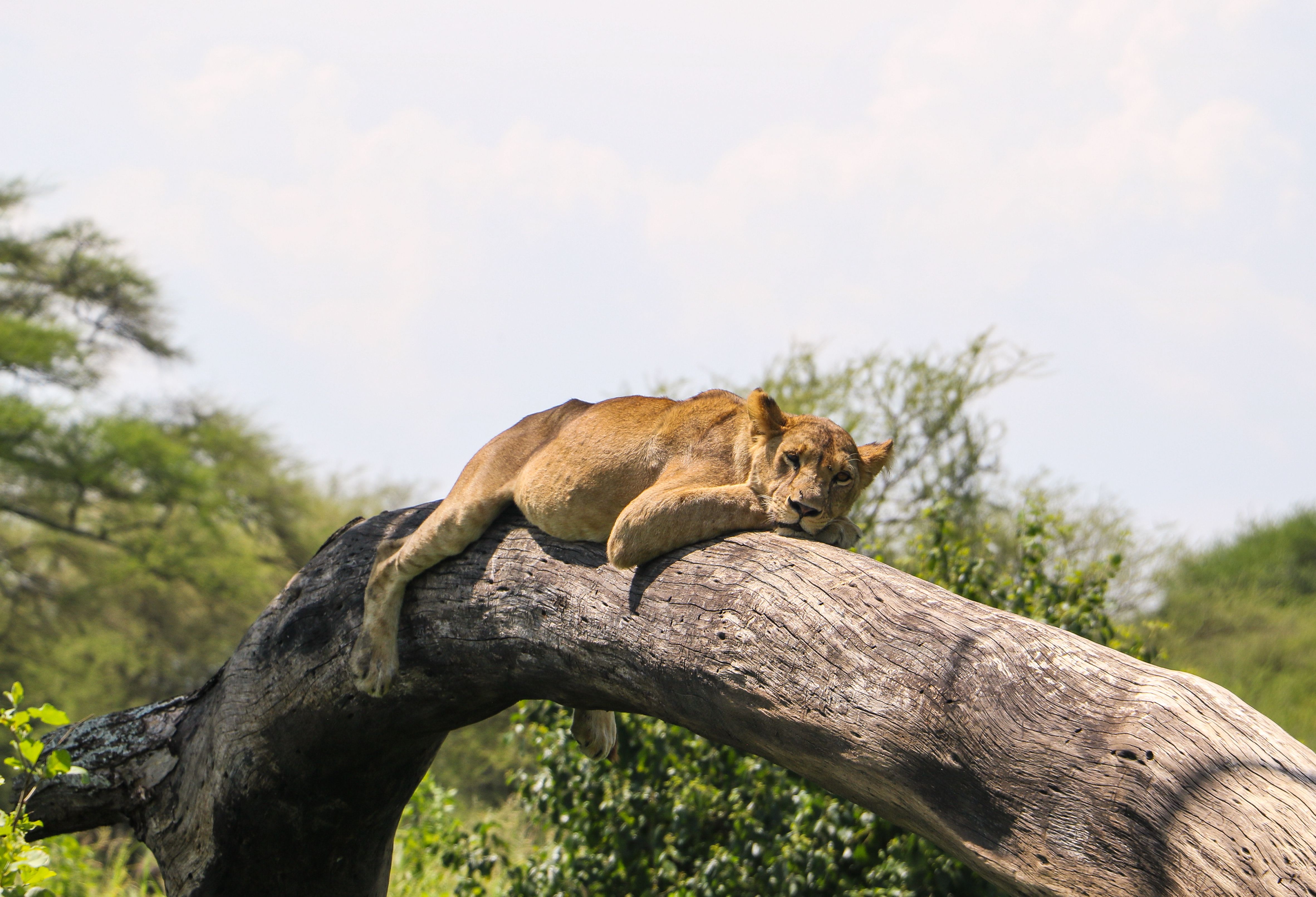 Luierende leeuw in het Tarangire National Park in Tanzania