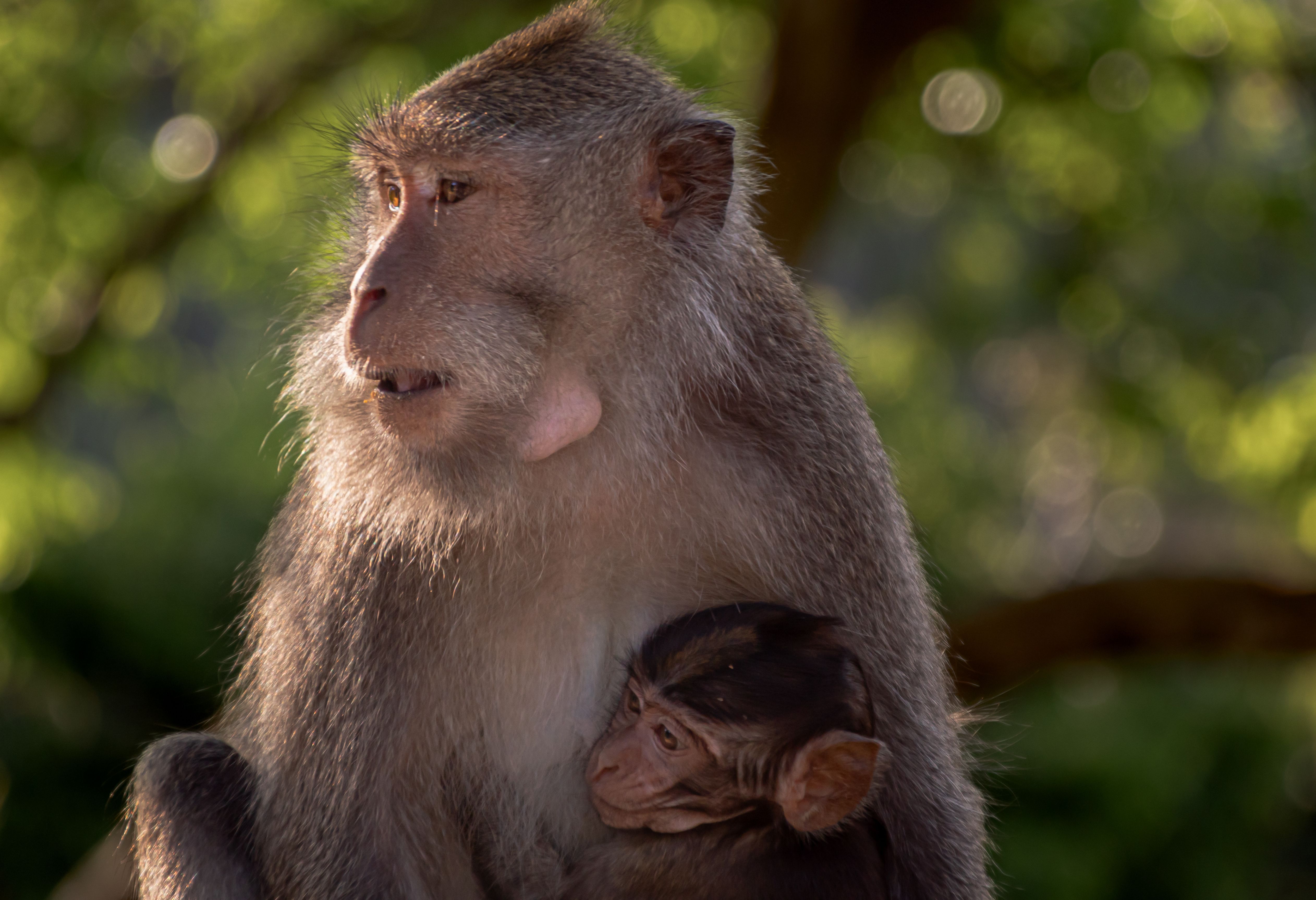 Indonesie Lombok Sembalun Pusukpas Aapjes