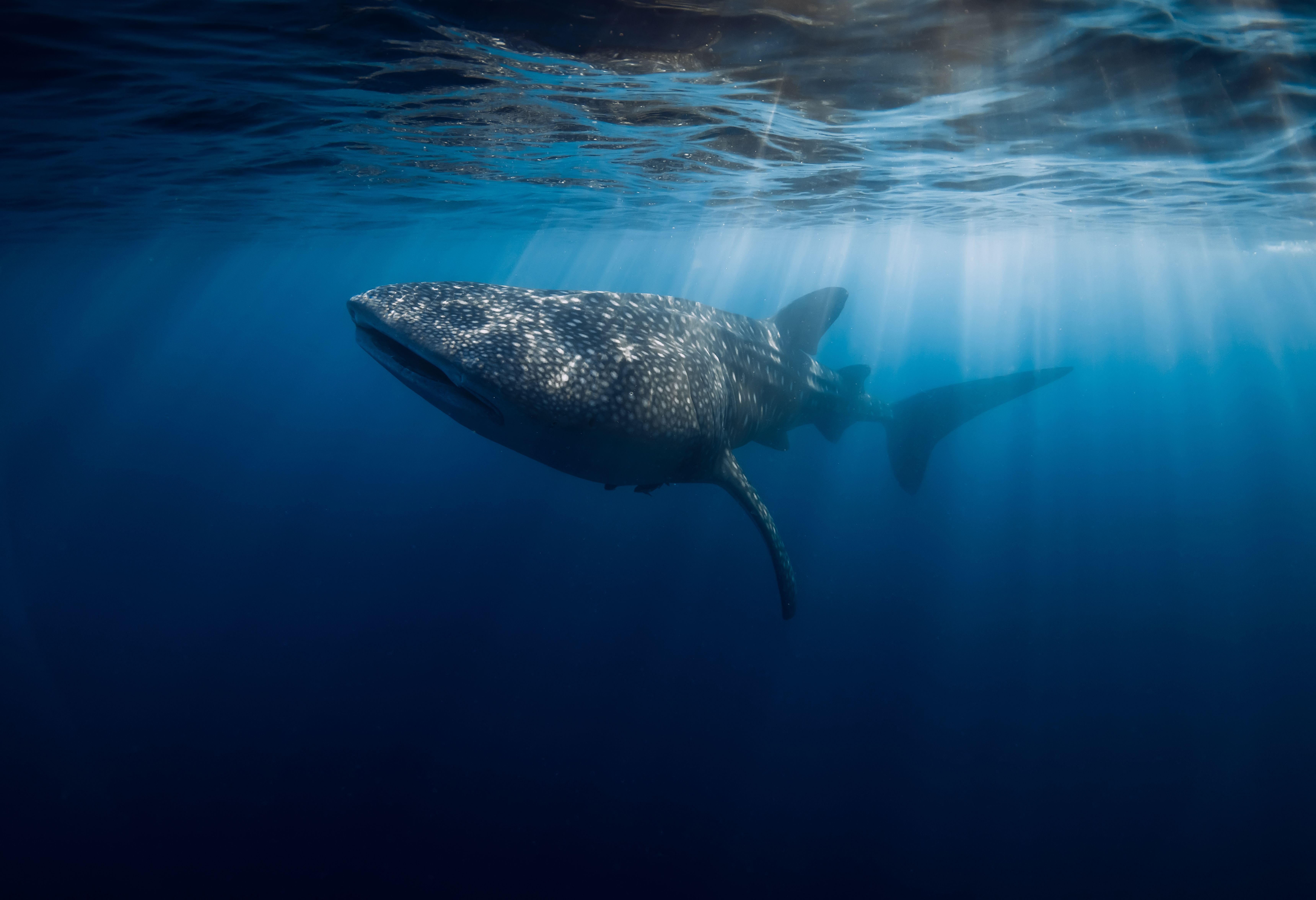 Indonesie Sumbawa Saleh Bay Walvishaaien