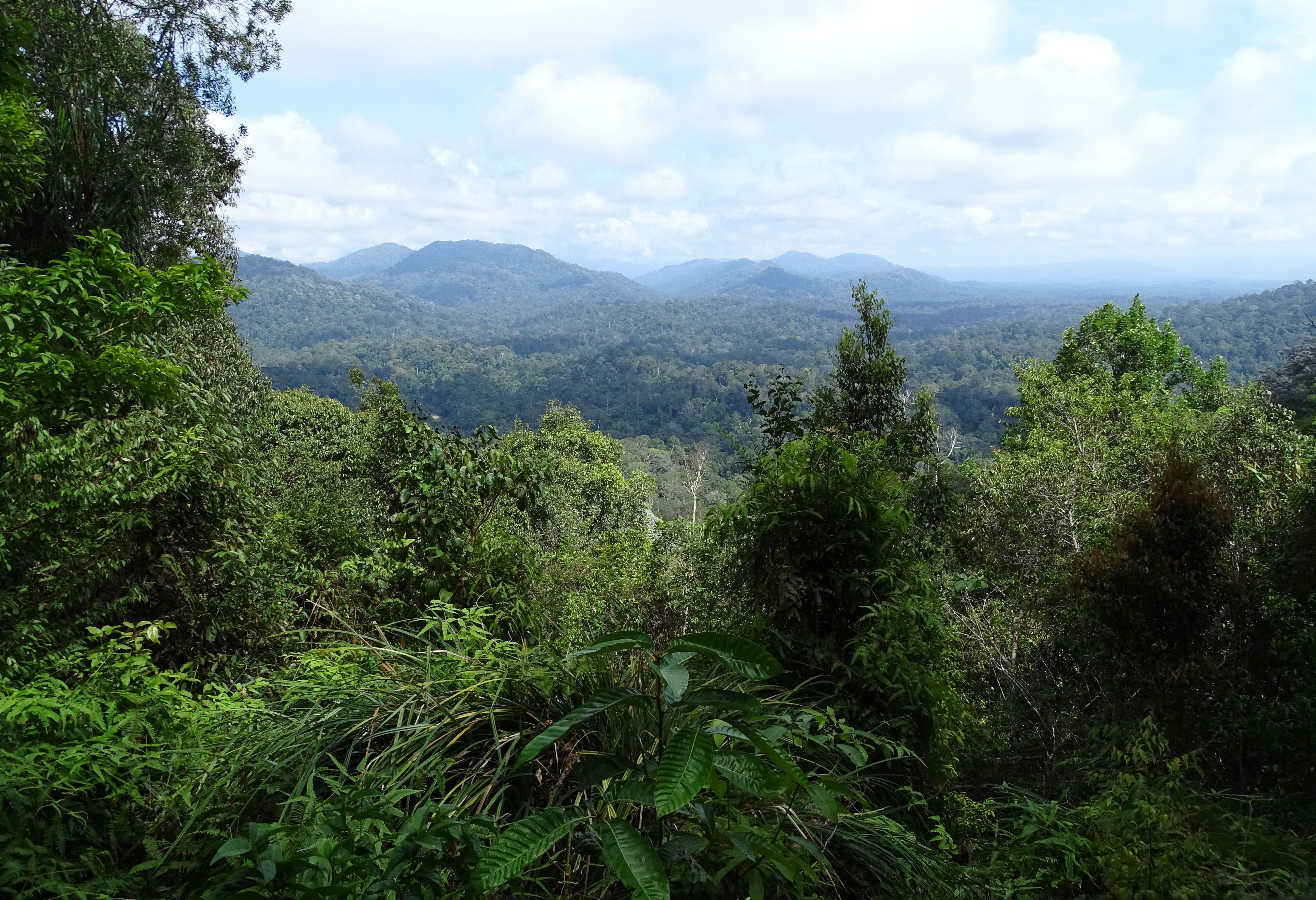 Uitzicht over de jungle