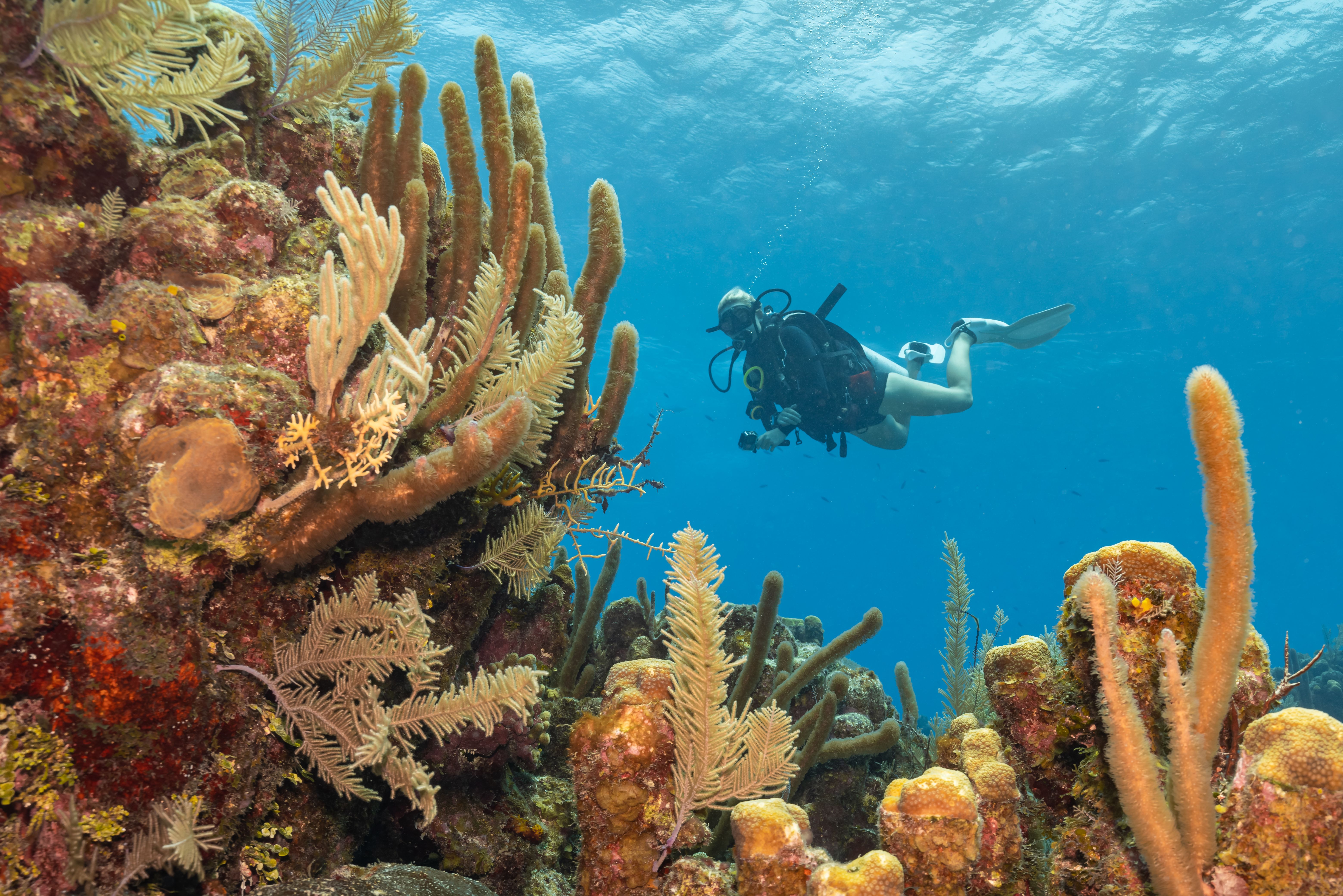 Scuba duiken voor de kust van Belize