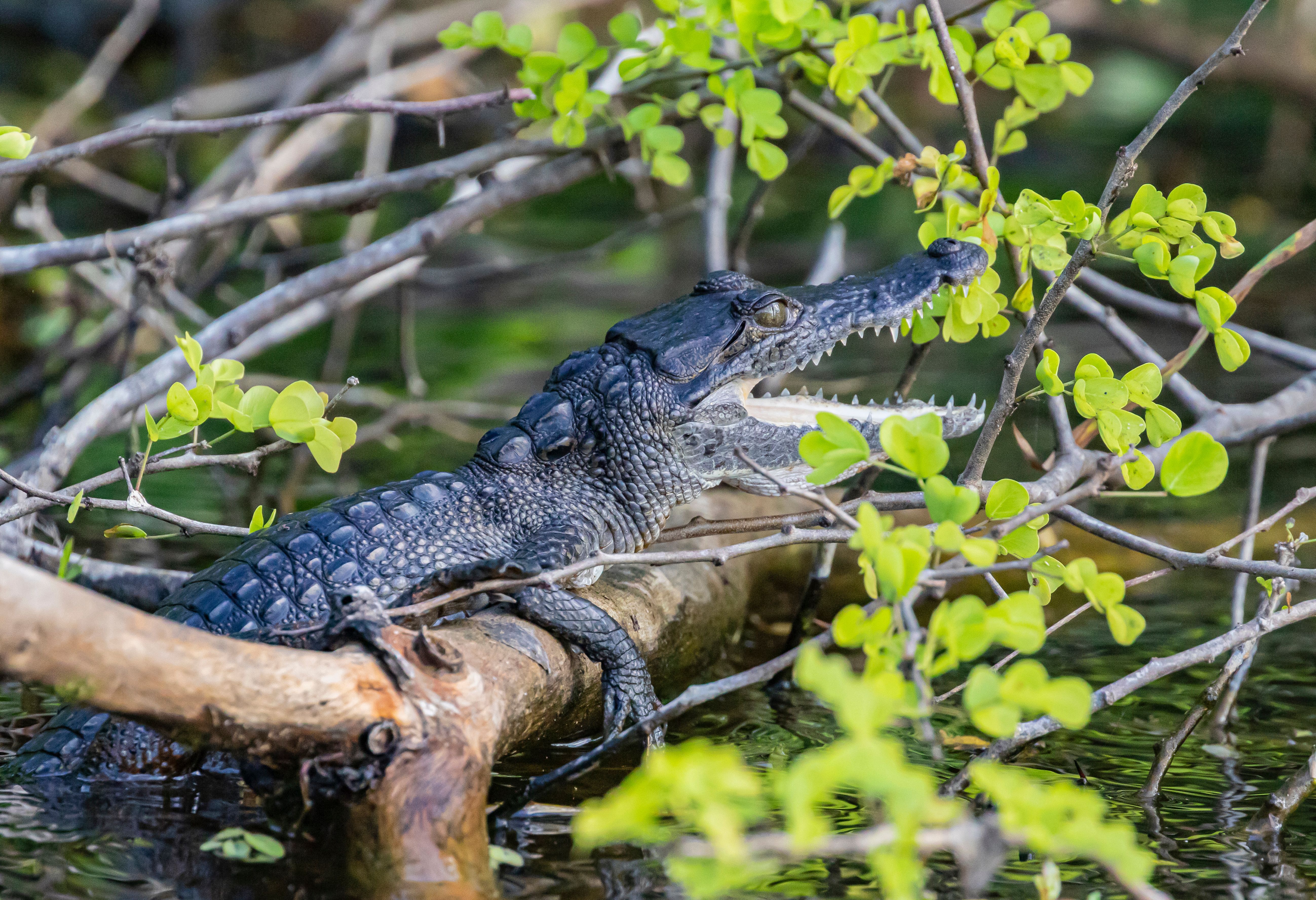 Jonge krokodil in de Crooked Tree Wildlife Sanctuary
