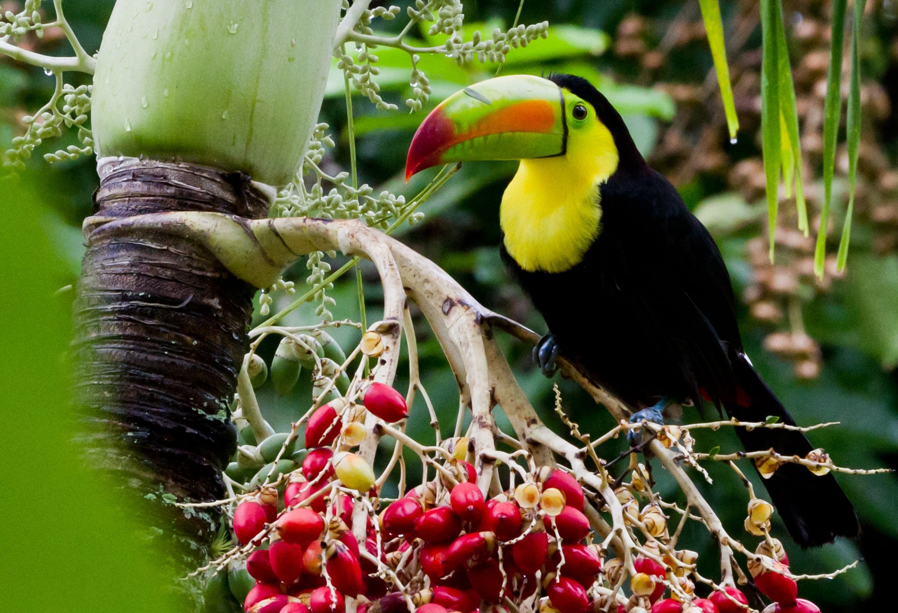 Toekan aan het eten bij een palm