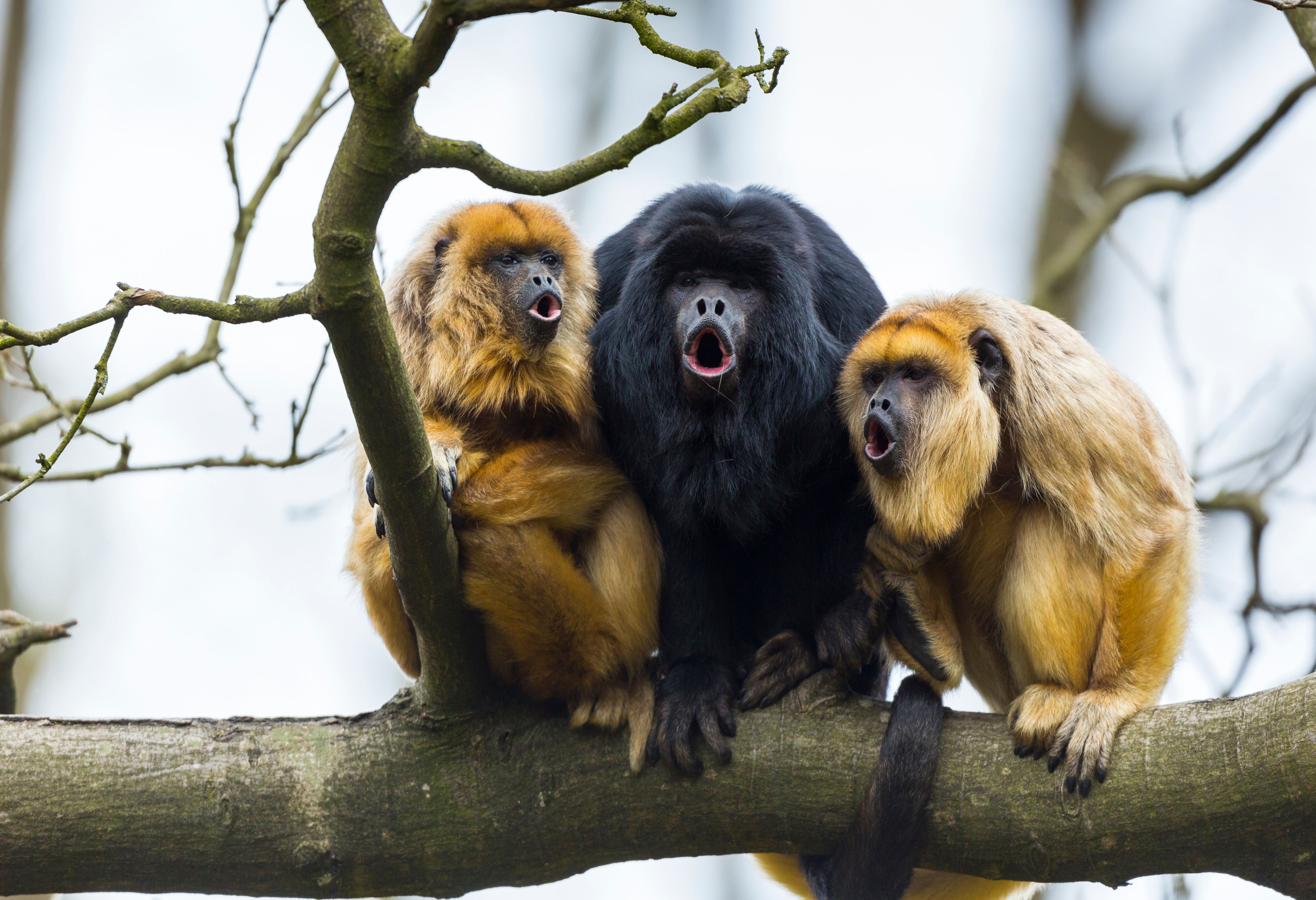 Zwarte brulapen in Belize
