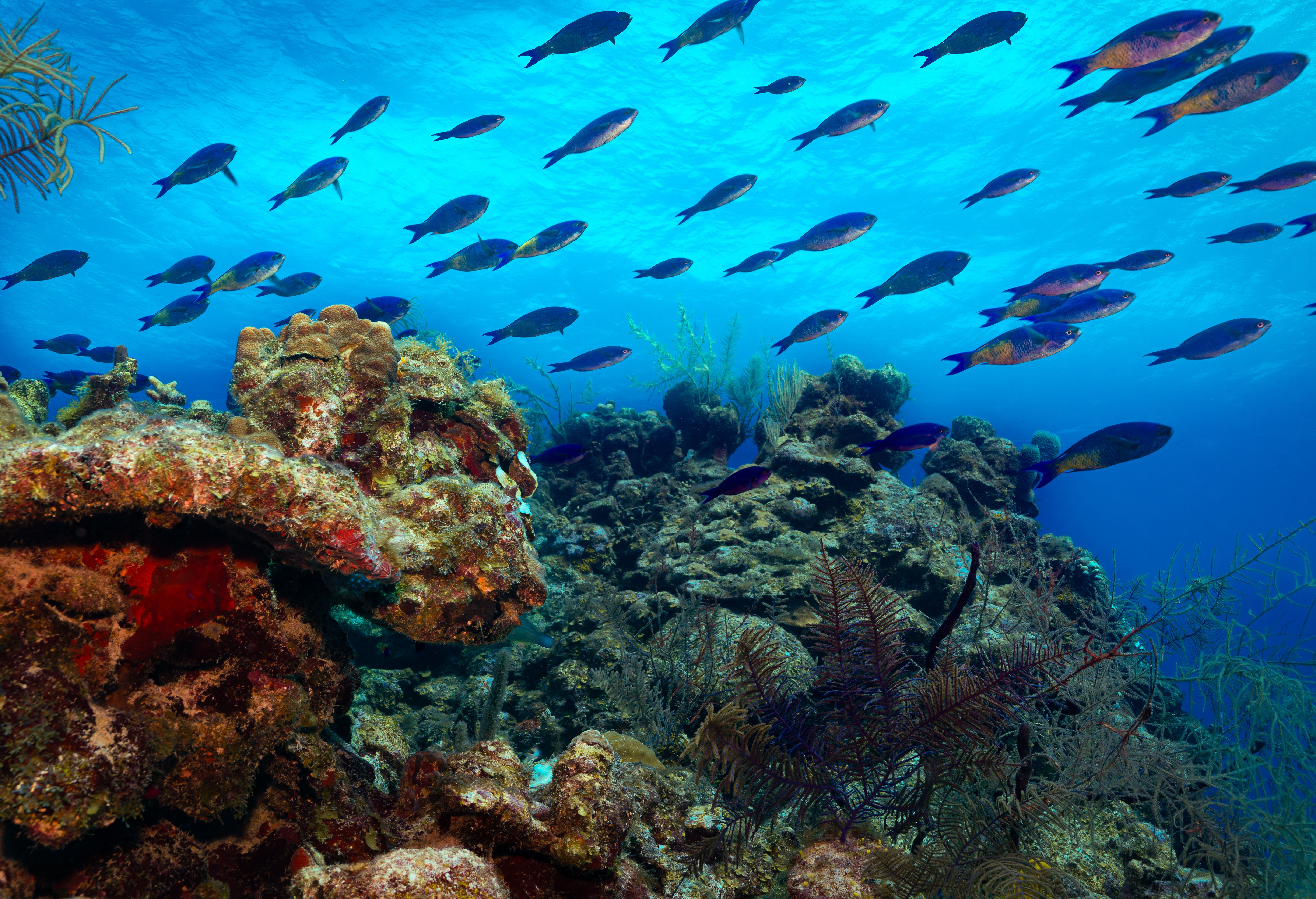 Prachtige onderwaterwereld van het Belize barriererif