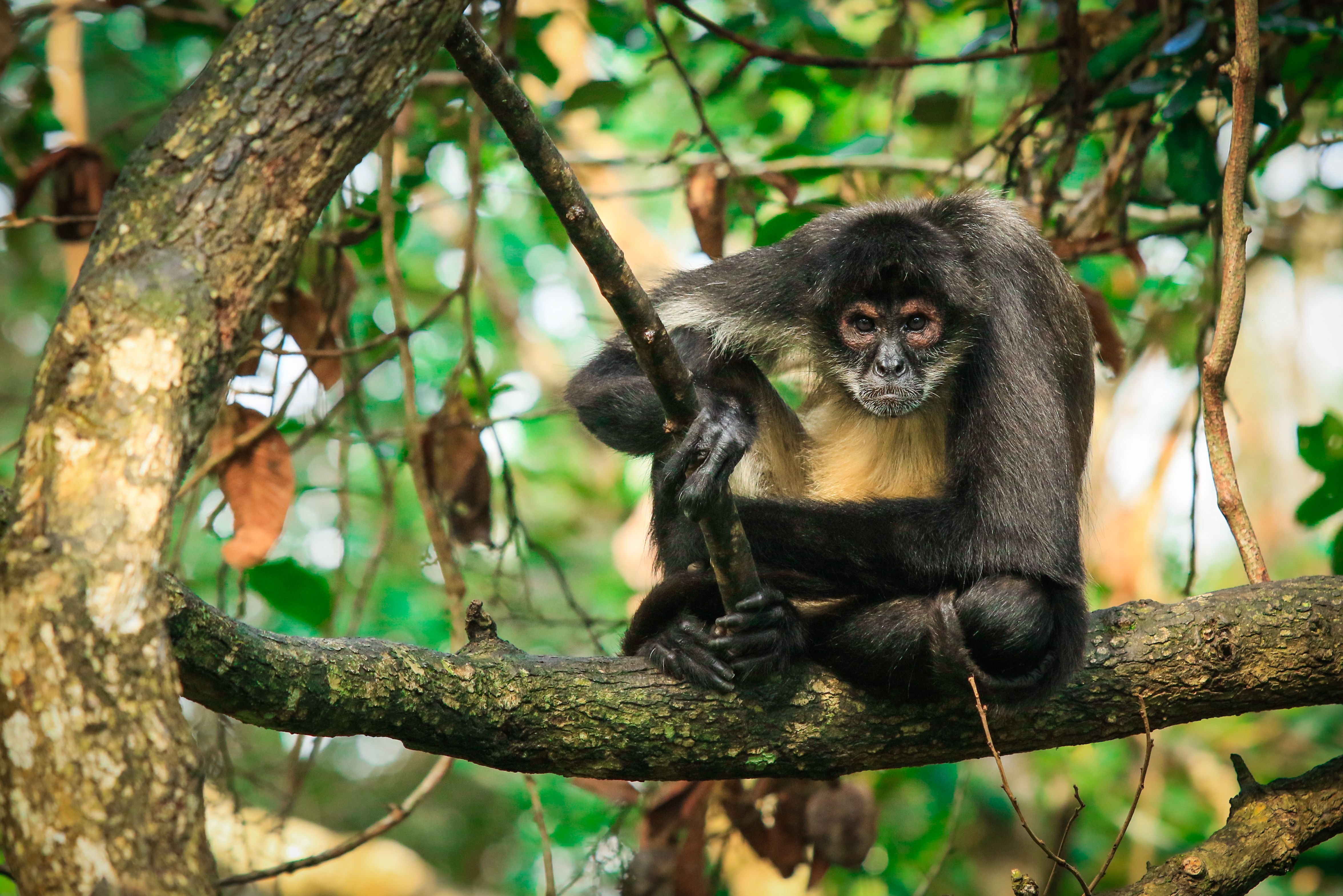Slingeraap in de jungle van Belize