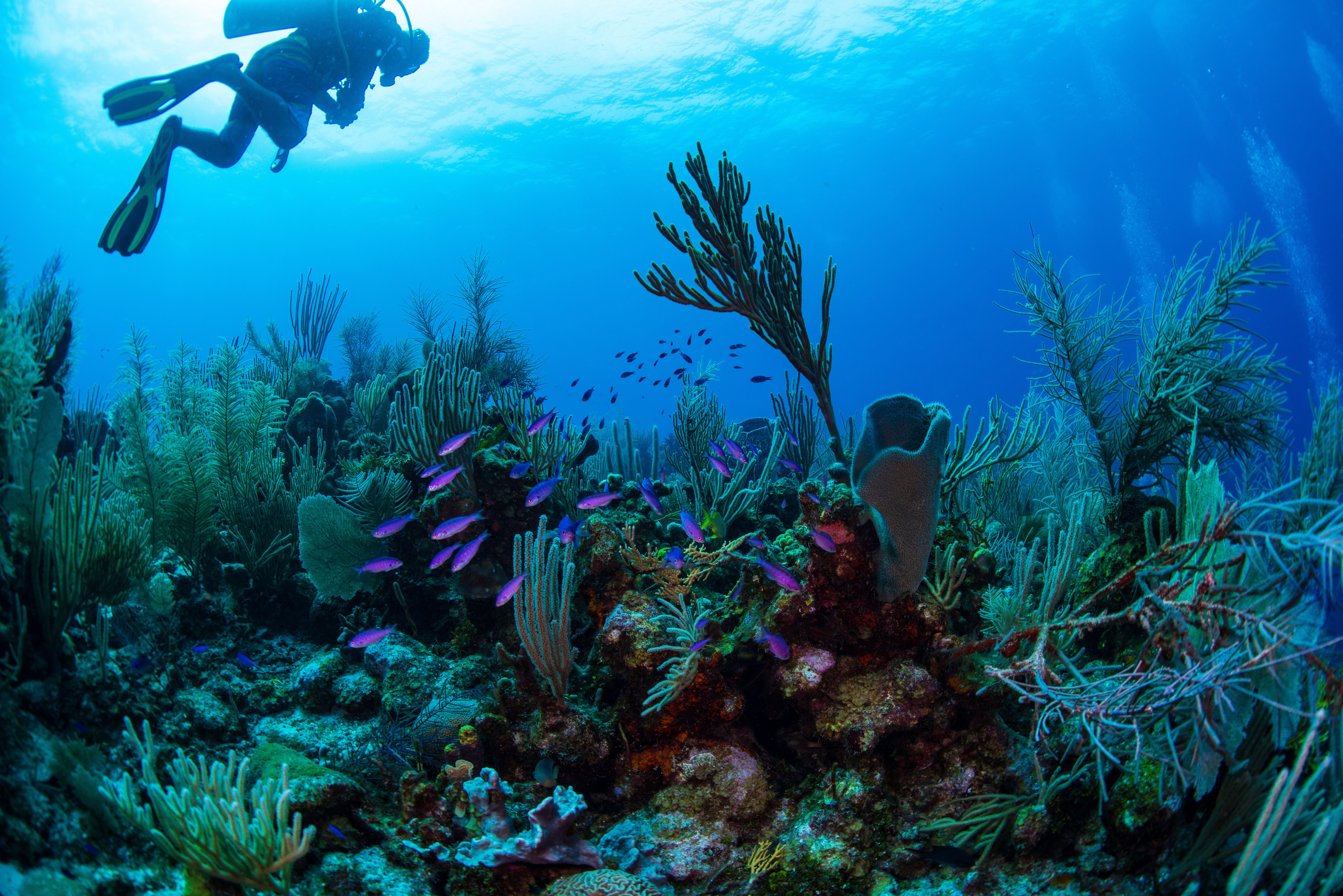 Duiken Belize Barrier Reef