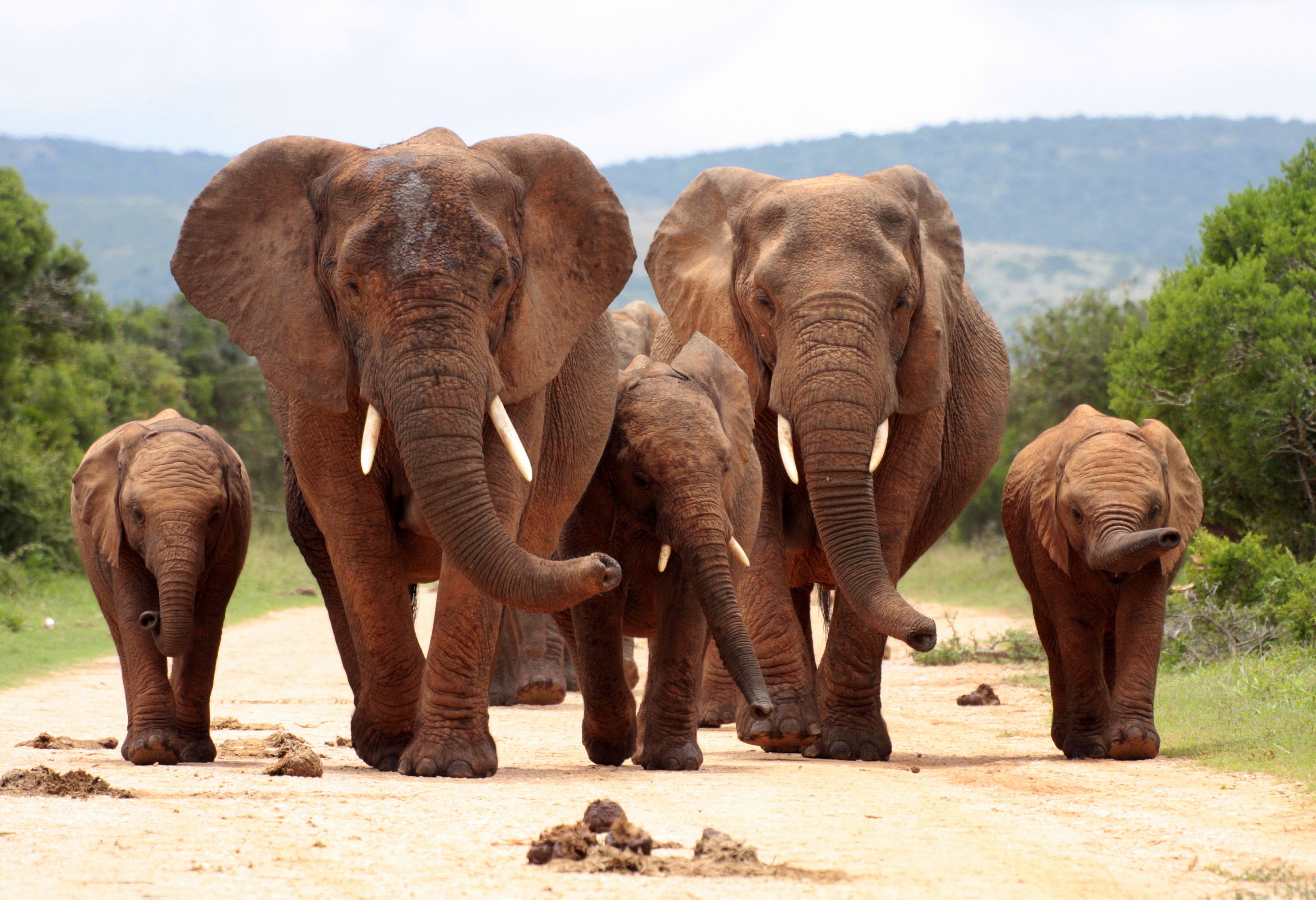Kudde olifanten in Addo Elephant National Park