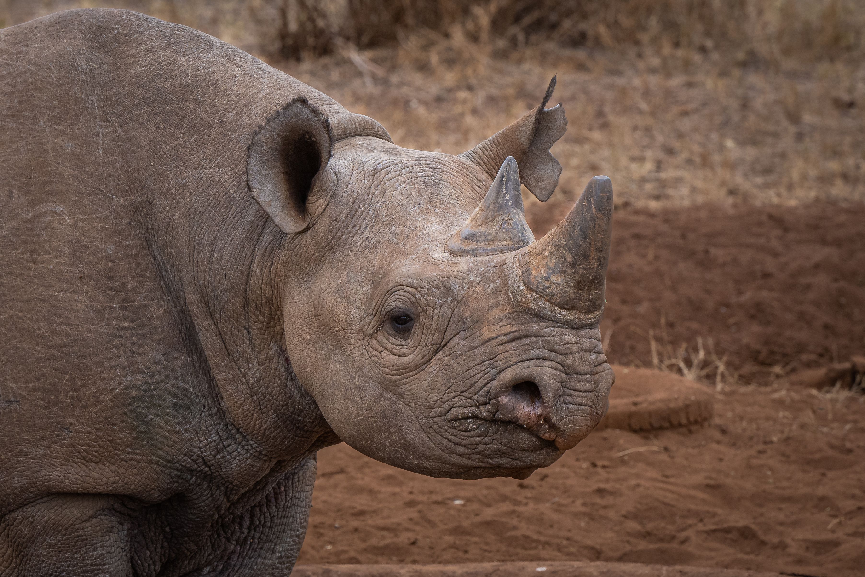 Tanzania Mkomazi National Park Neushoorn