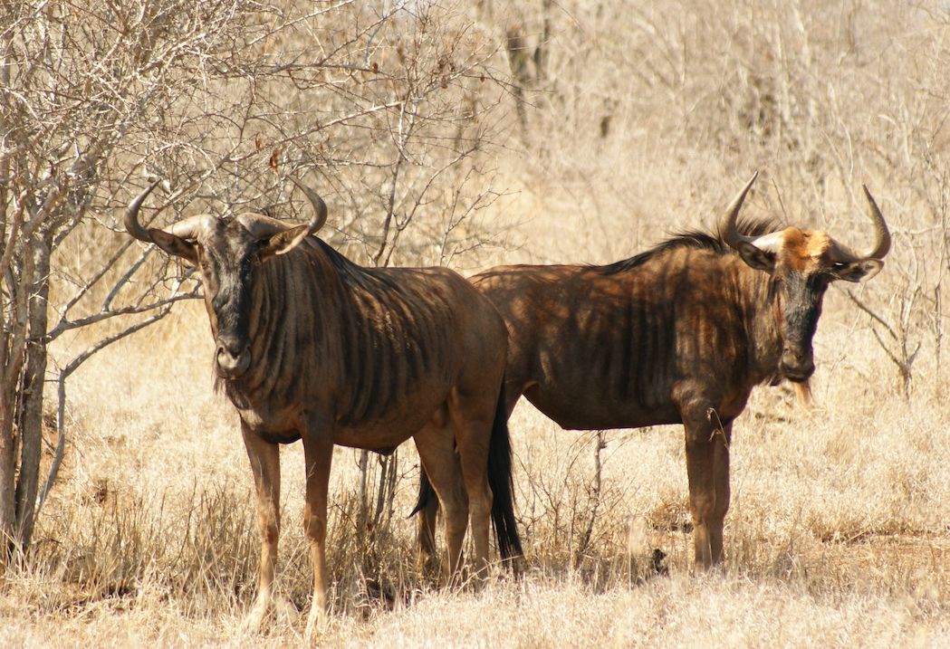 Tanzania Pangani Saadani National Park gnoes