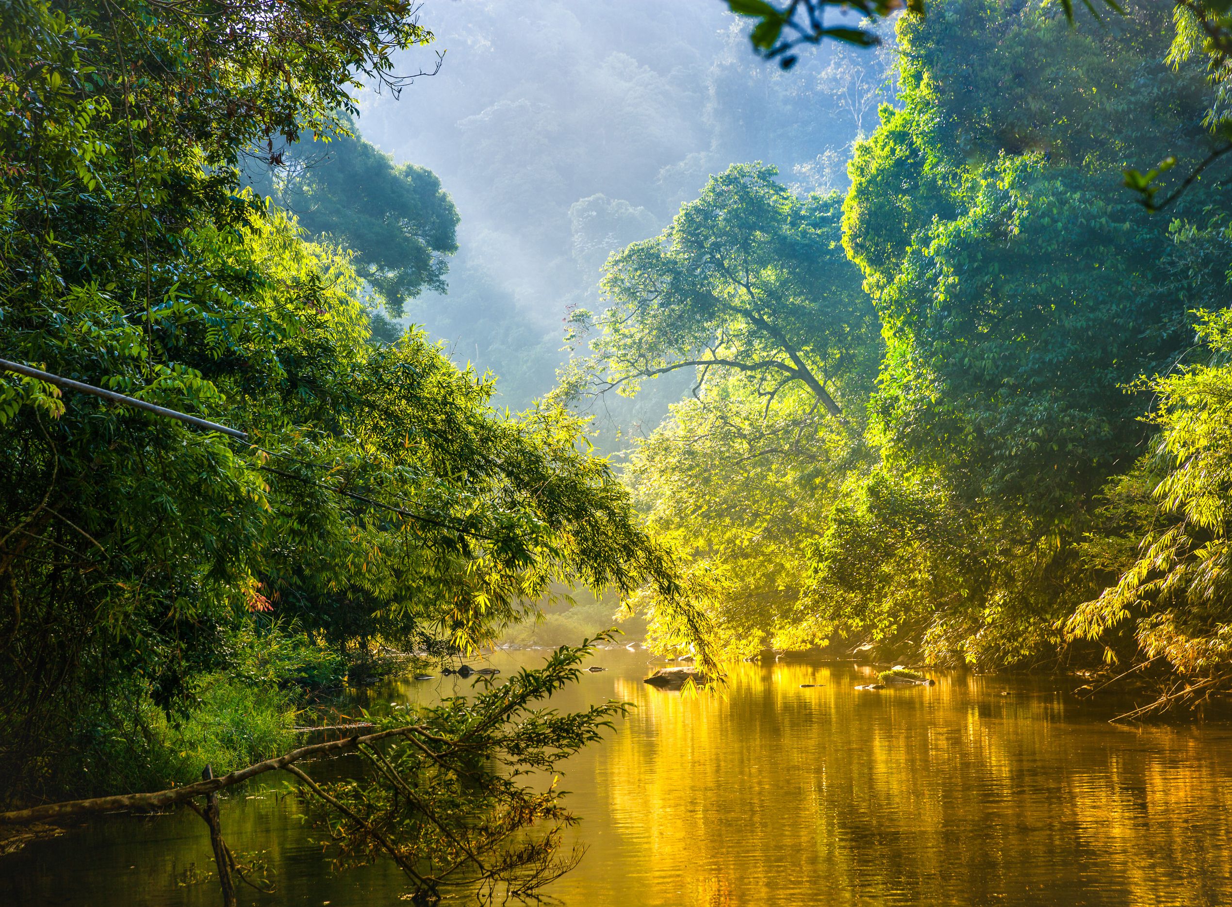 costa-rica-corcovado-jungle