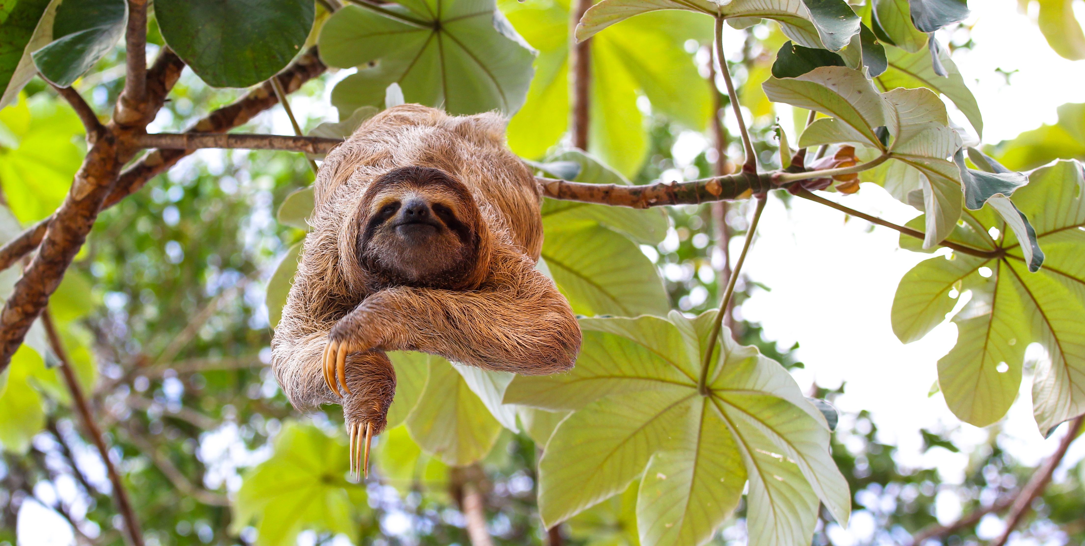 Costa-rica-Sloth-luiaard-hangend-in-een-boom