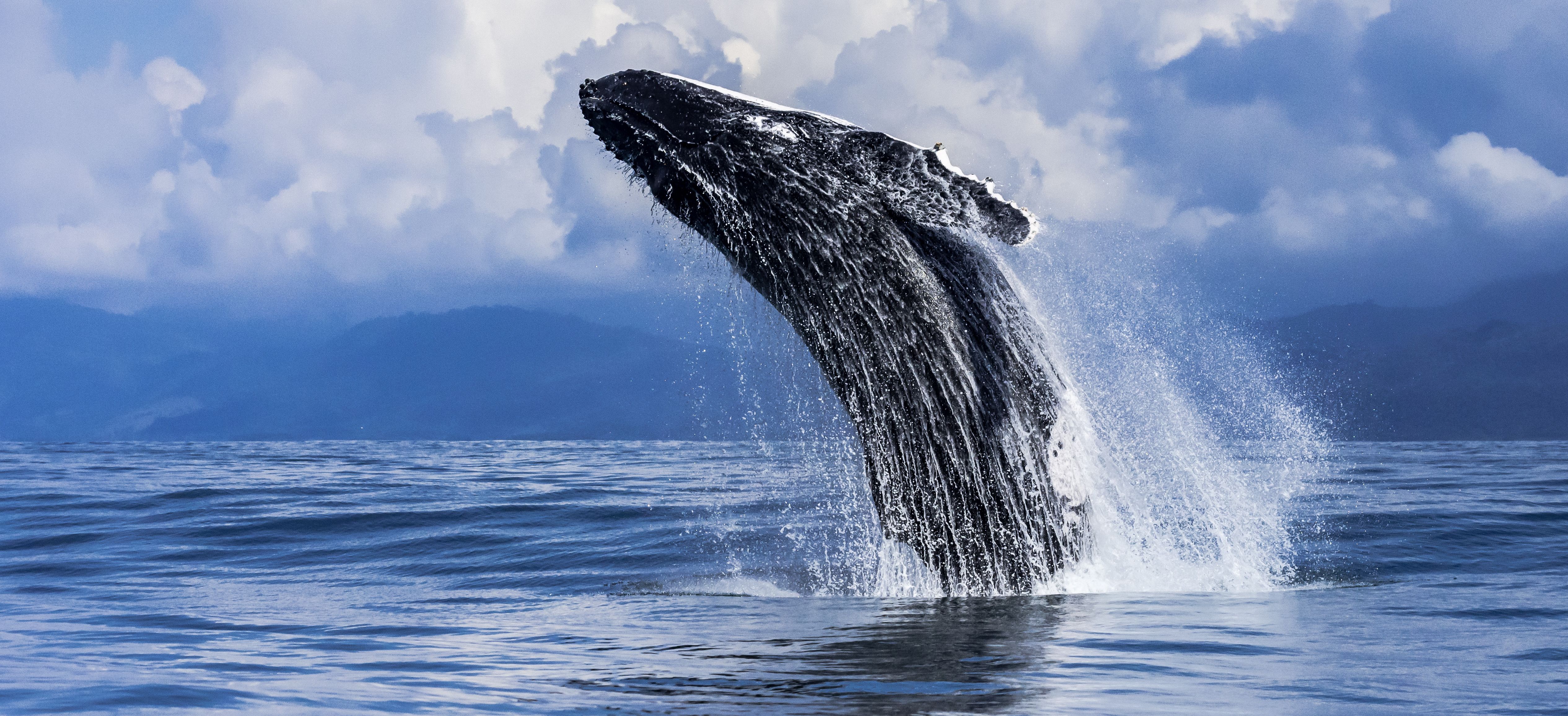costa-rica-humpback-walvis