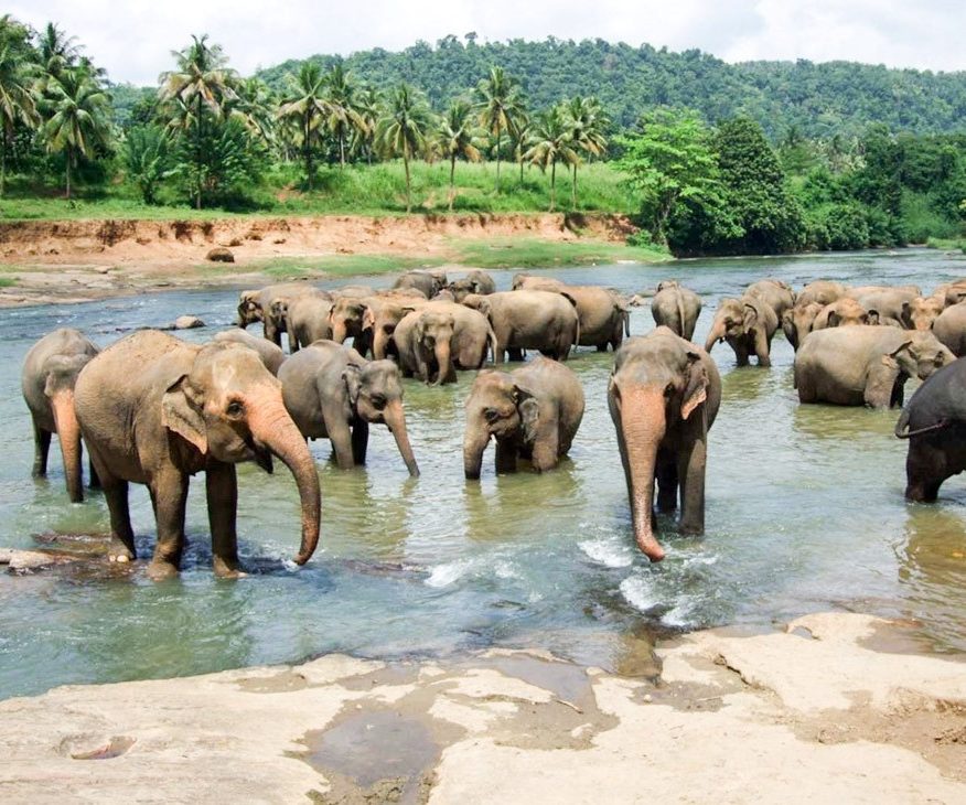 Yala National Park Sri Lanka