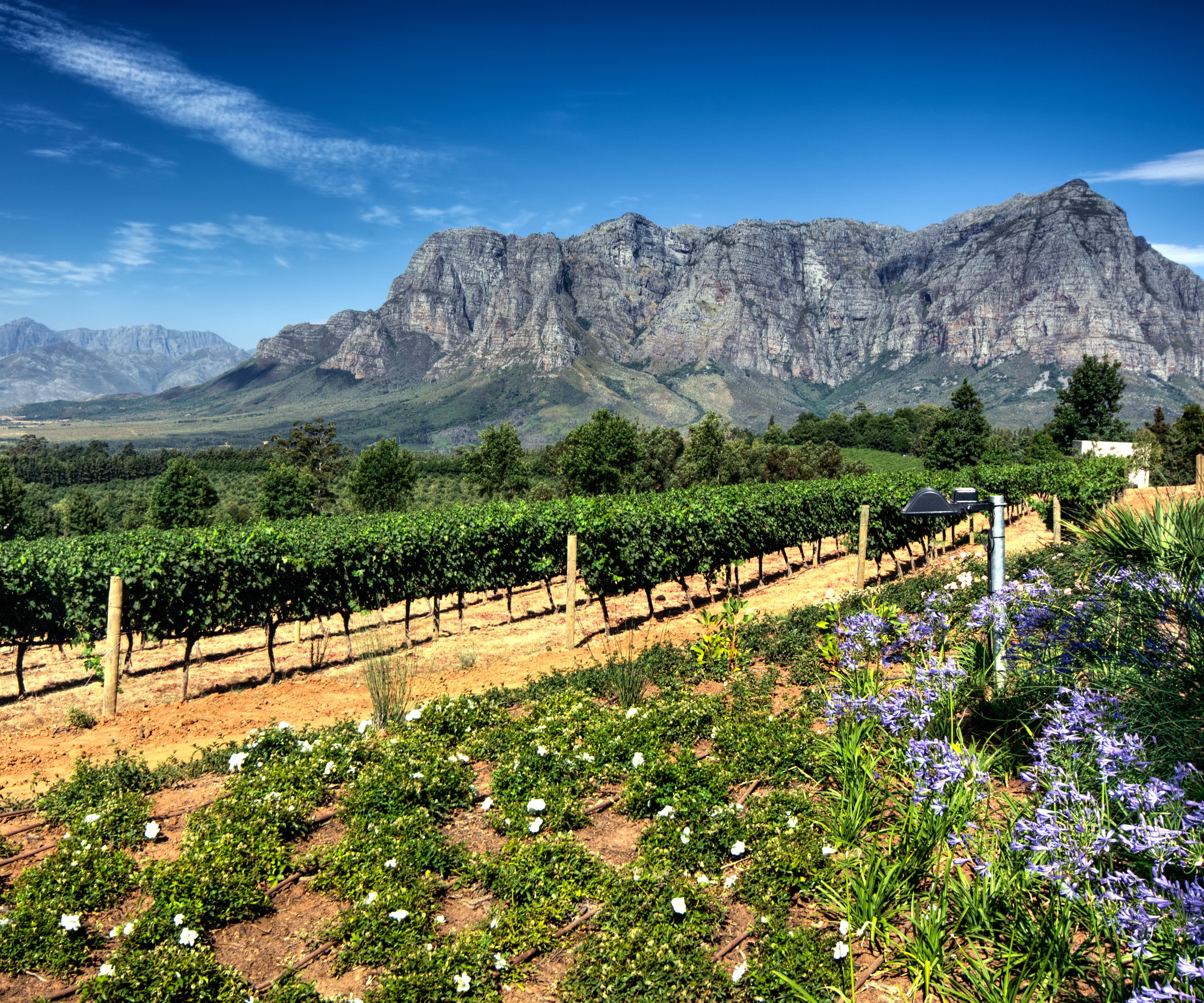 Stellenbosch Zuid Afrika