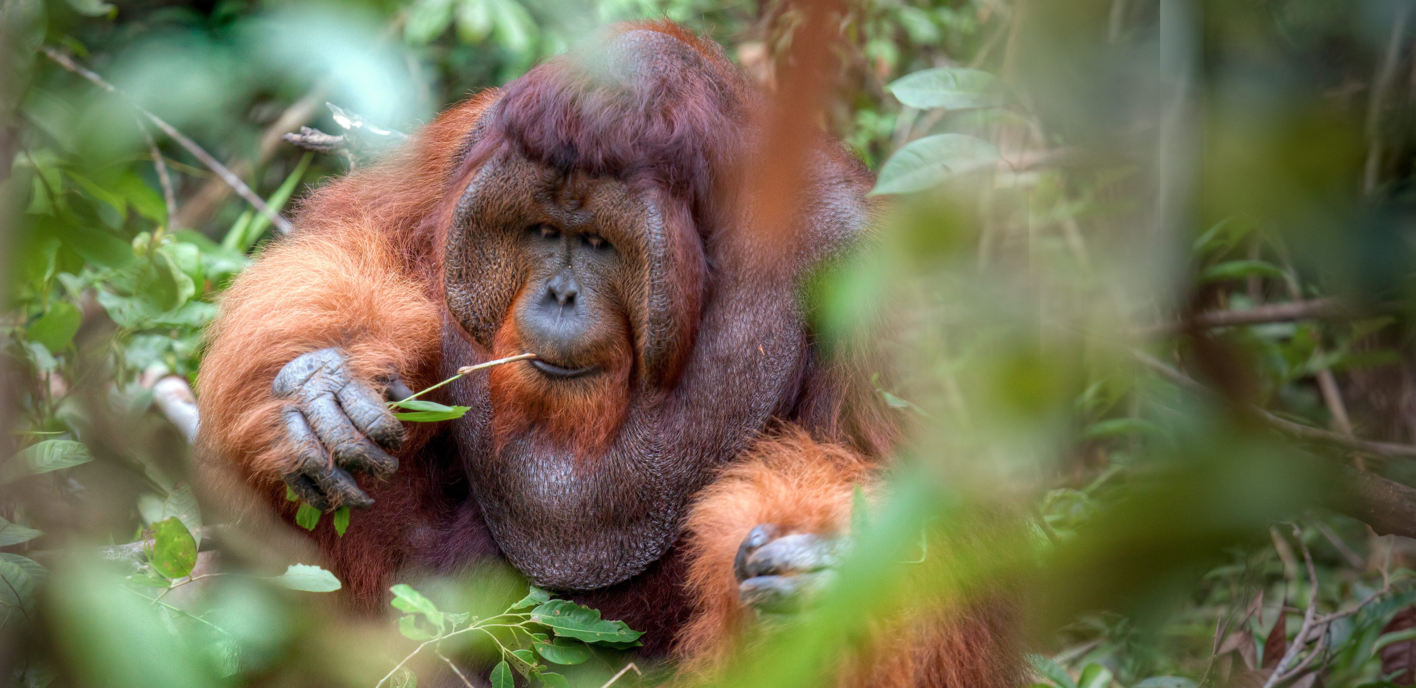 Oerang Oetans in Tanjung Putin Kalimantan
