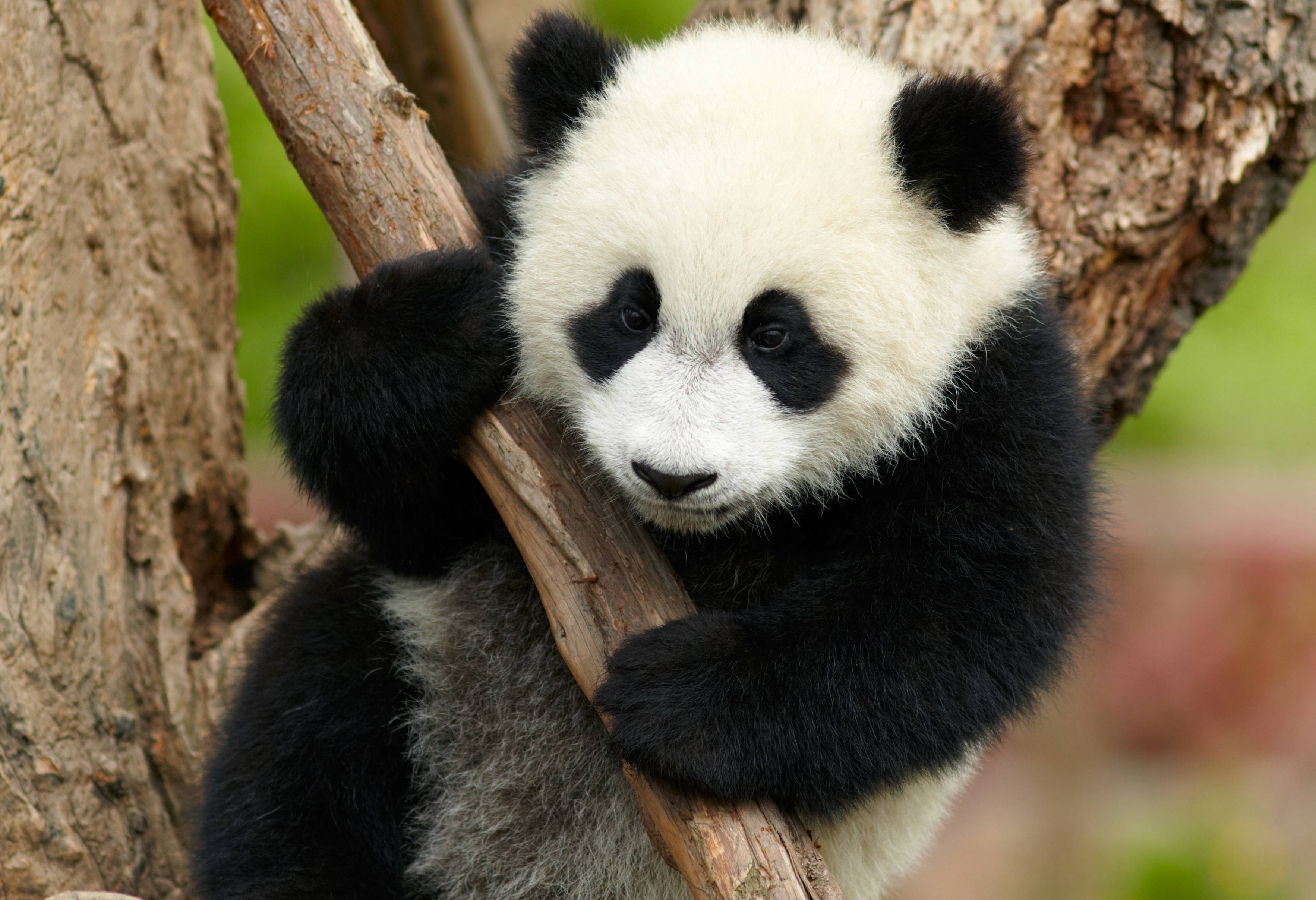 Baby Panda in Chengdu