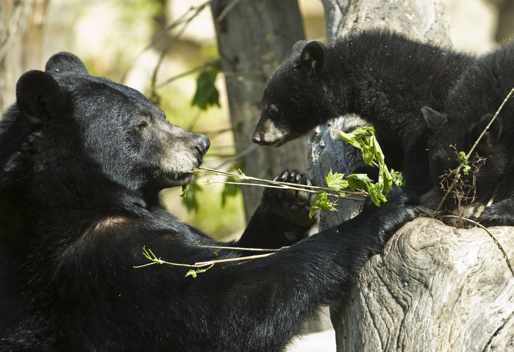 Zwarte beren in Yosemite