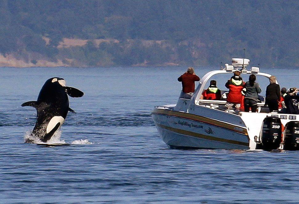 Boottocht San Juan Island