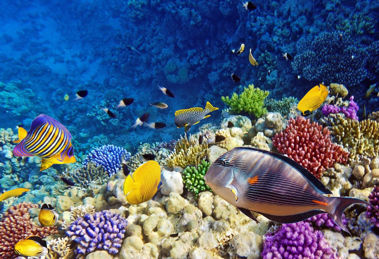 egypte-hurghada-excursie-onderwater-rode-zee-excel-travel