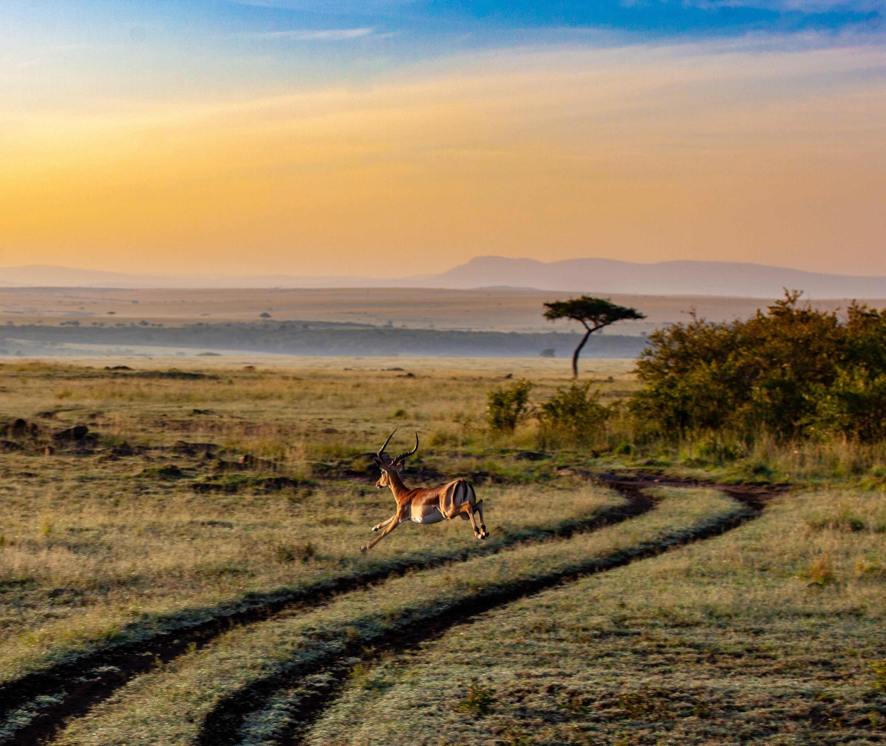 beste reistijd Kenia
