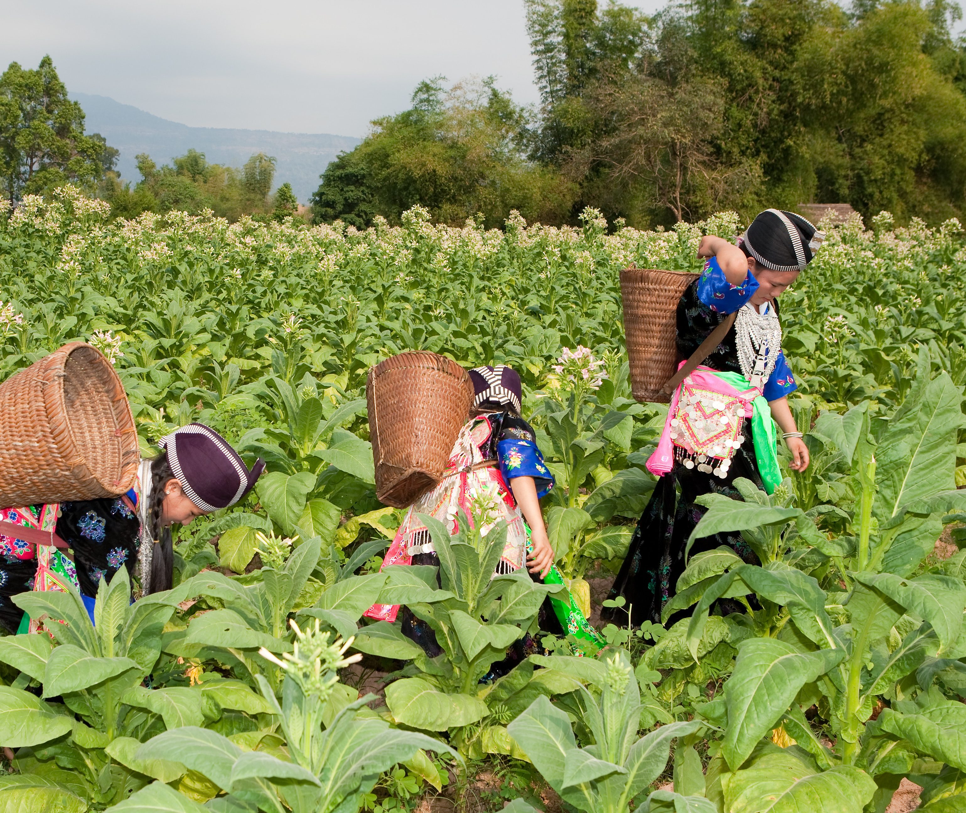 laos praktische informatie