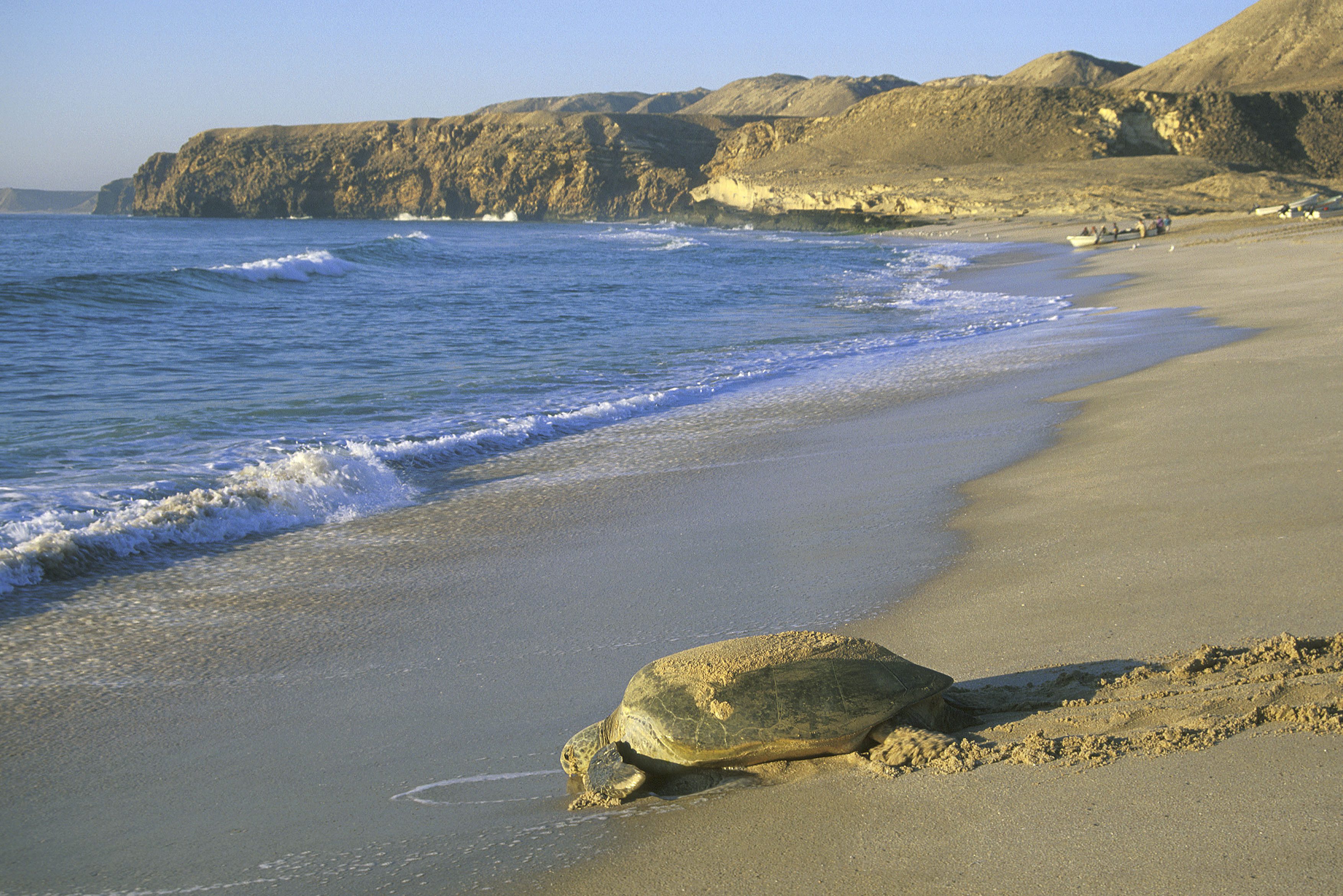 Ras al Jinz zeeschildpadden spotten